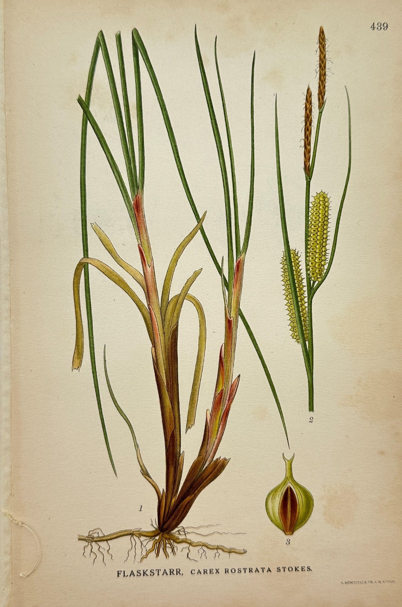 Original Antique Botanical Print - Northern Flora - Carex Rostrata Stokes - F4