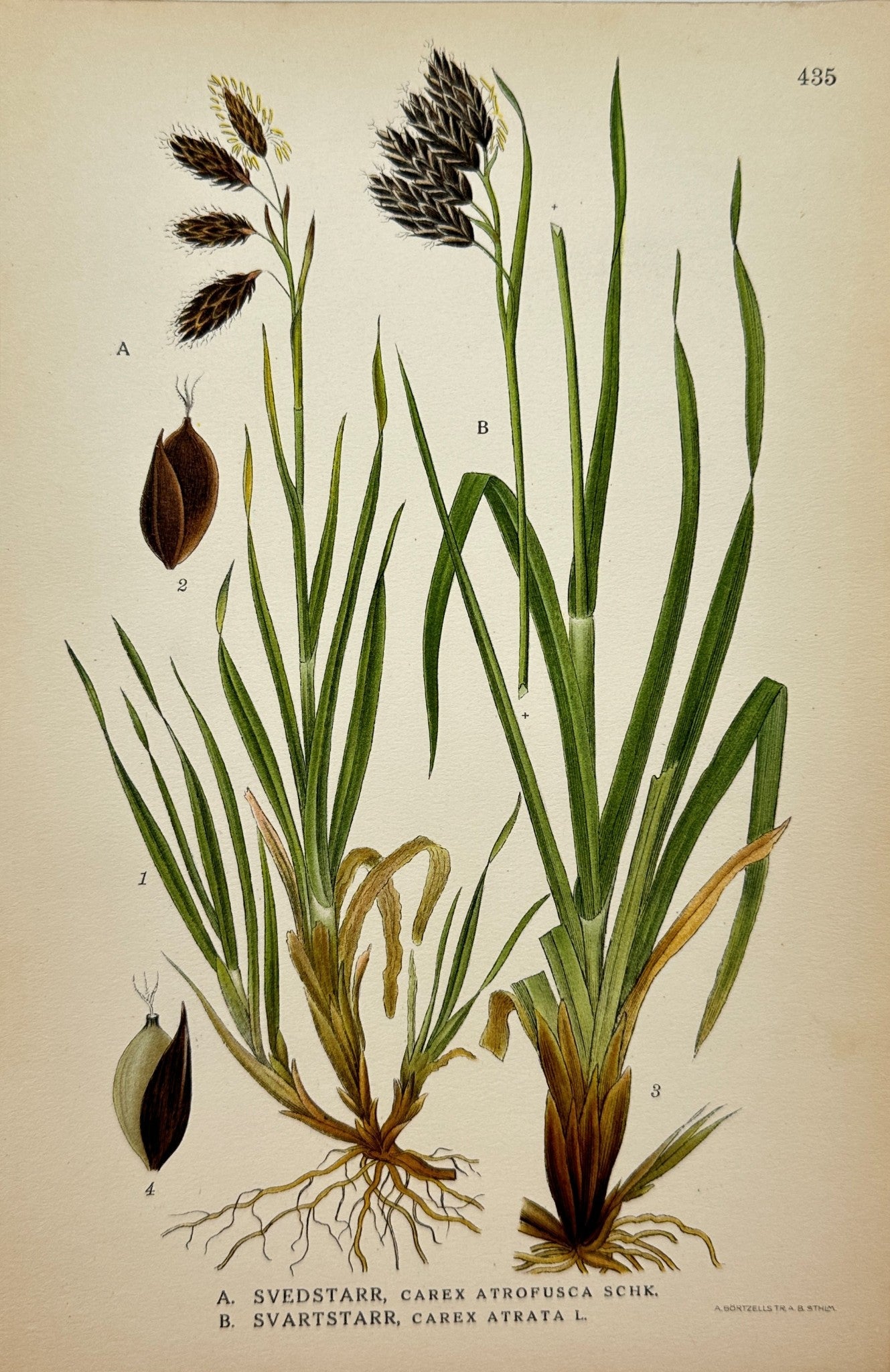 Antique Botanical Print - Northern Flora - Dark Brown Sedge And Black Sedge - F4