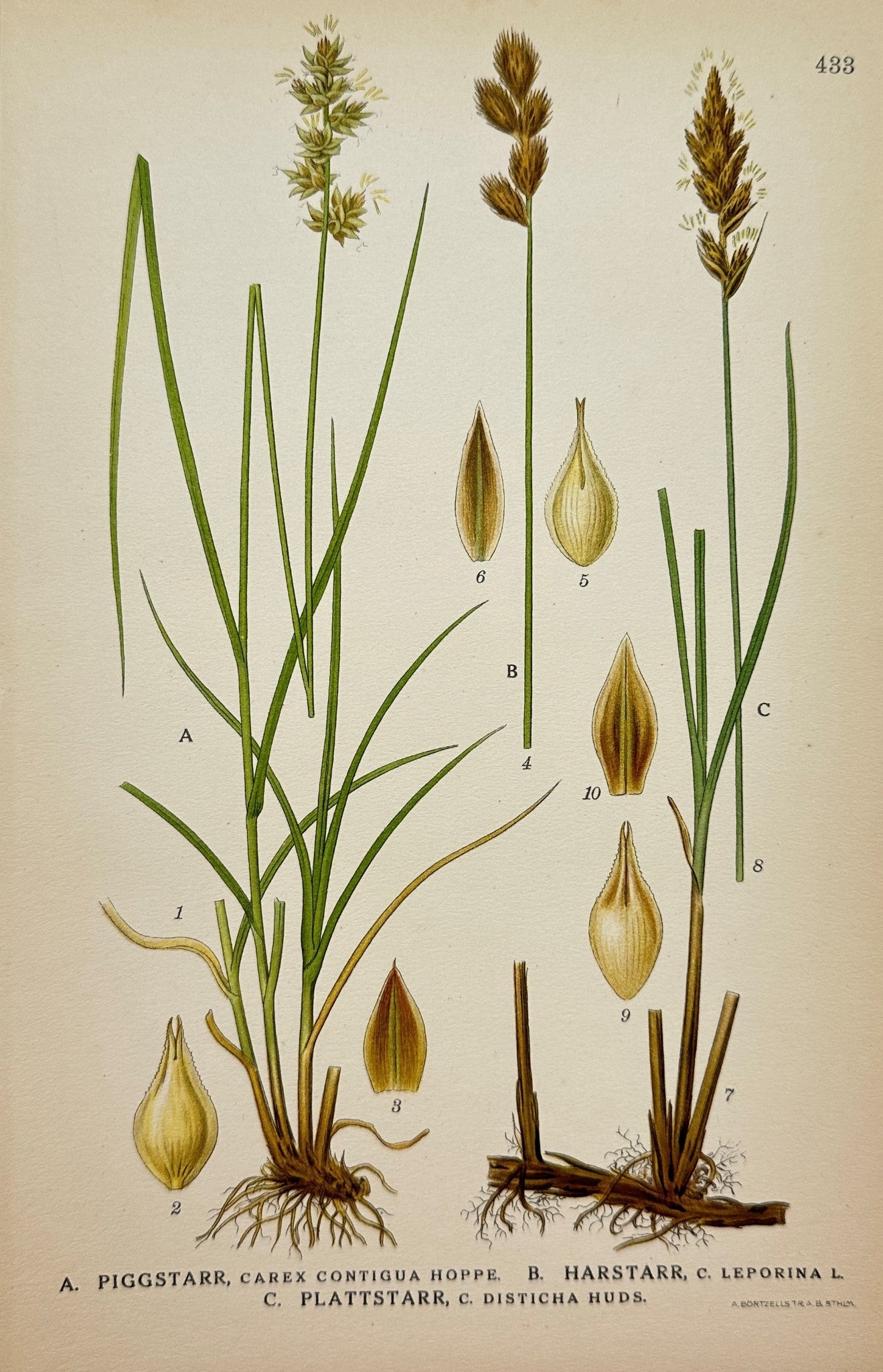 Antique Botanical Print - C. Lindman - Close Sedge, Brown Sedge, Oval Sedge - F4