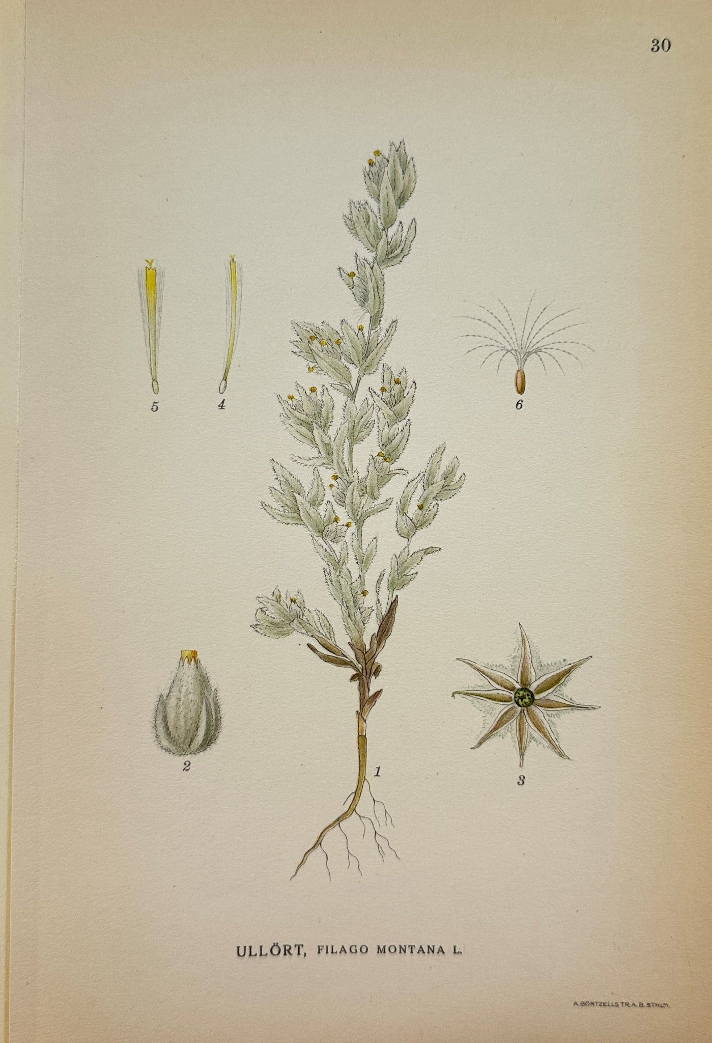 Antique Botanical Print - C. Lindman - Filago Montana - Mountain Cudweed - F4