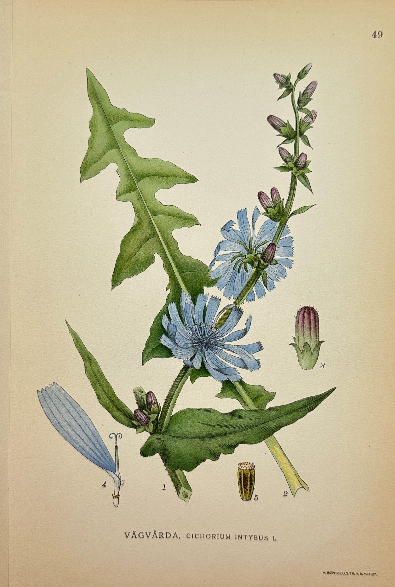 Antique Botanical Print - Northern Flora - Cichorium Intybus - Chicory - F4