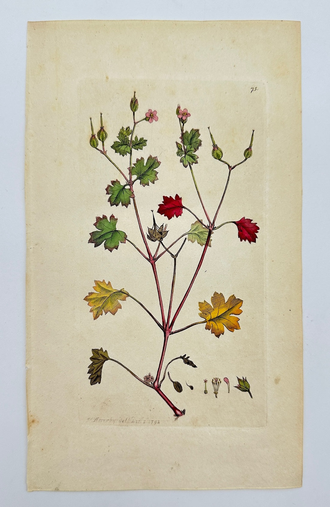 Antique Print - James Sowerby - Galium Pufillum - Leaft Ladies-bedftraw - F1