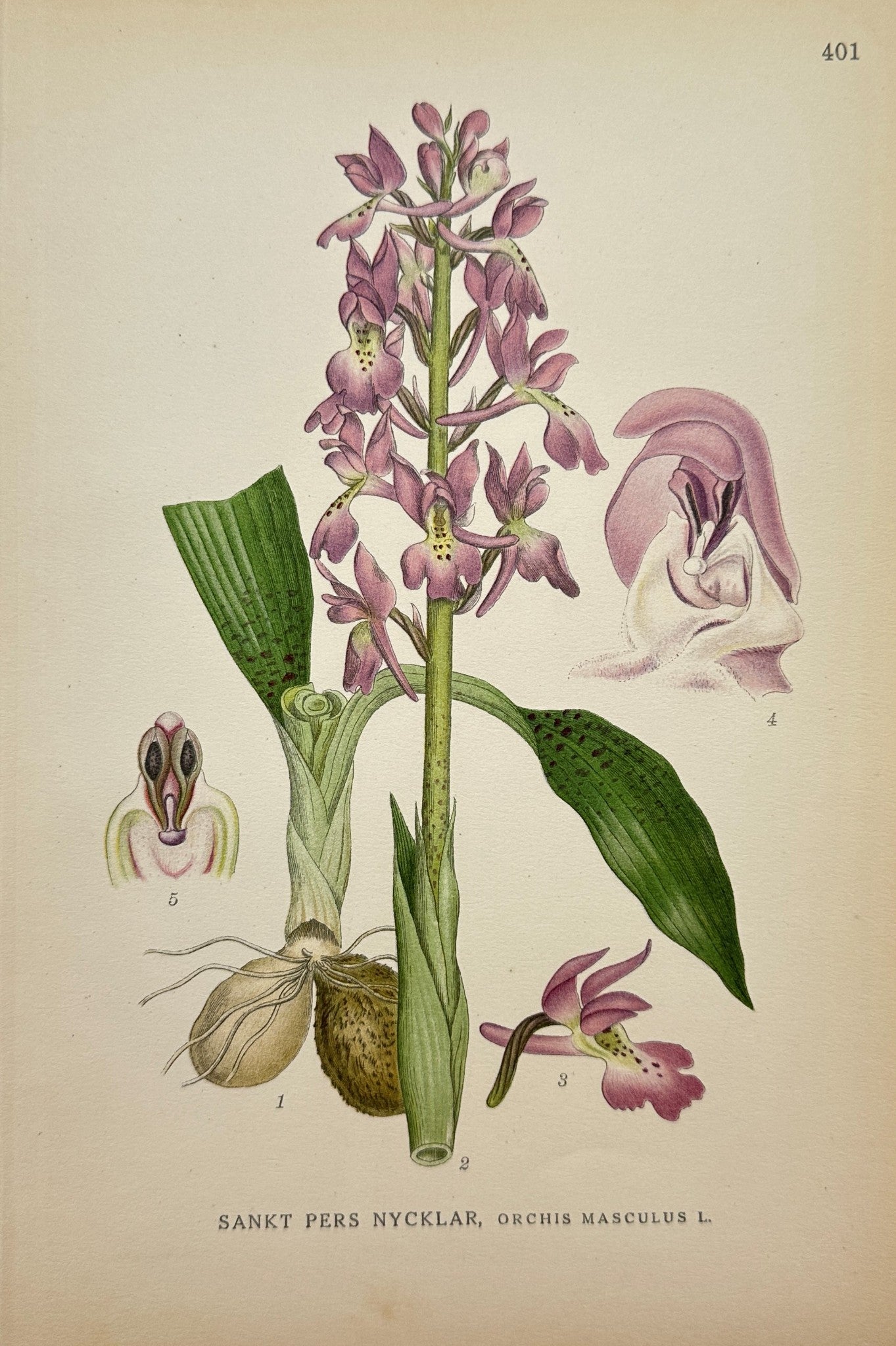 Antique Botanical Print - C. Lindman - Early Purple Orchid - Orchis Mascula - F4