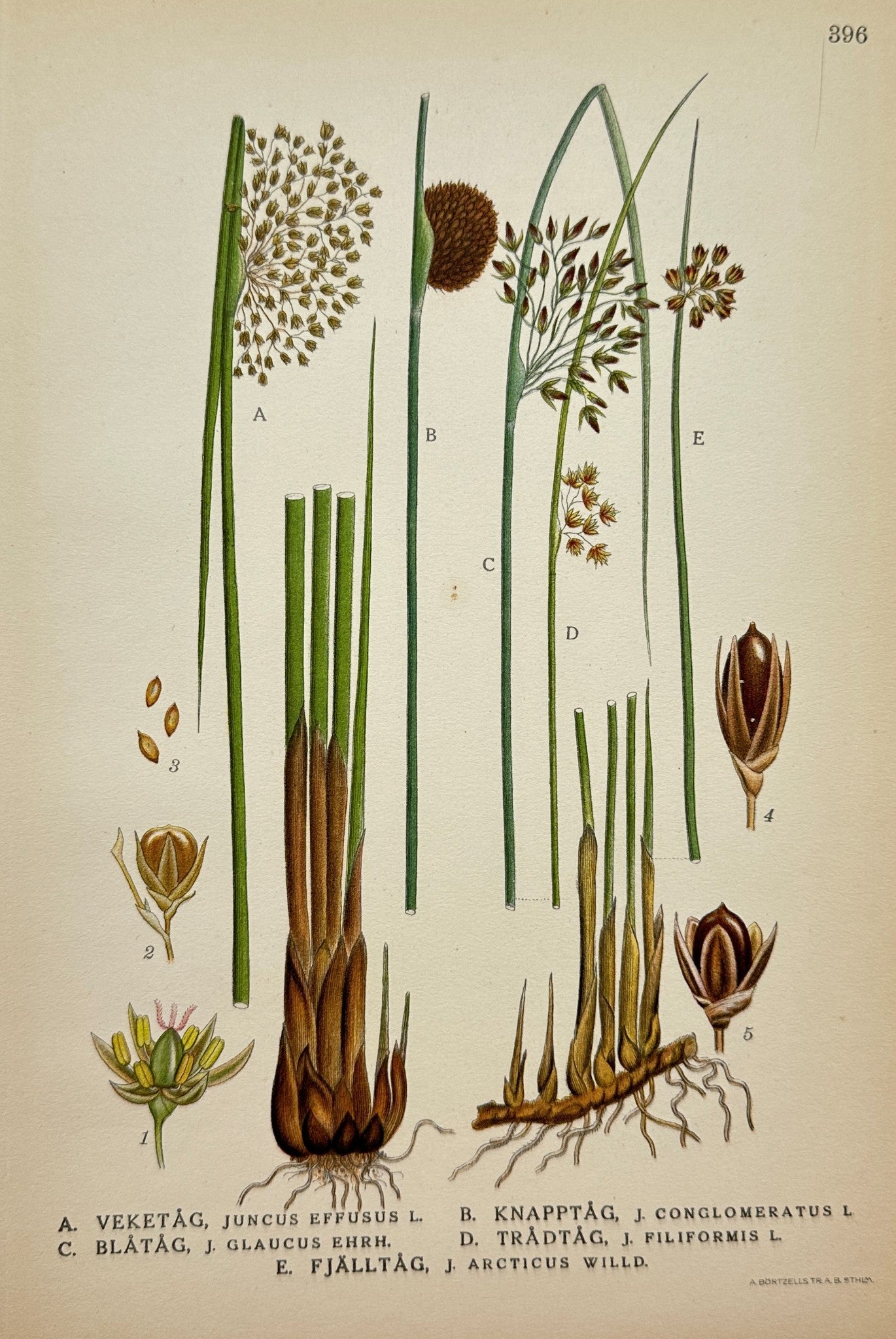 Antique Botanical Print - C. Lindman - Early Purple Orchid - Juncus Arctic - F4