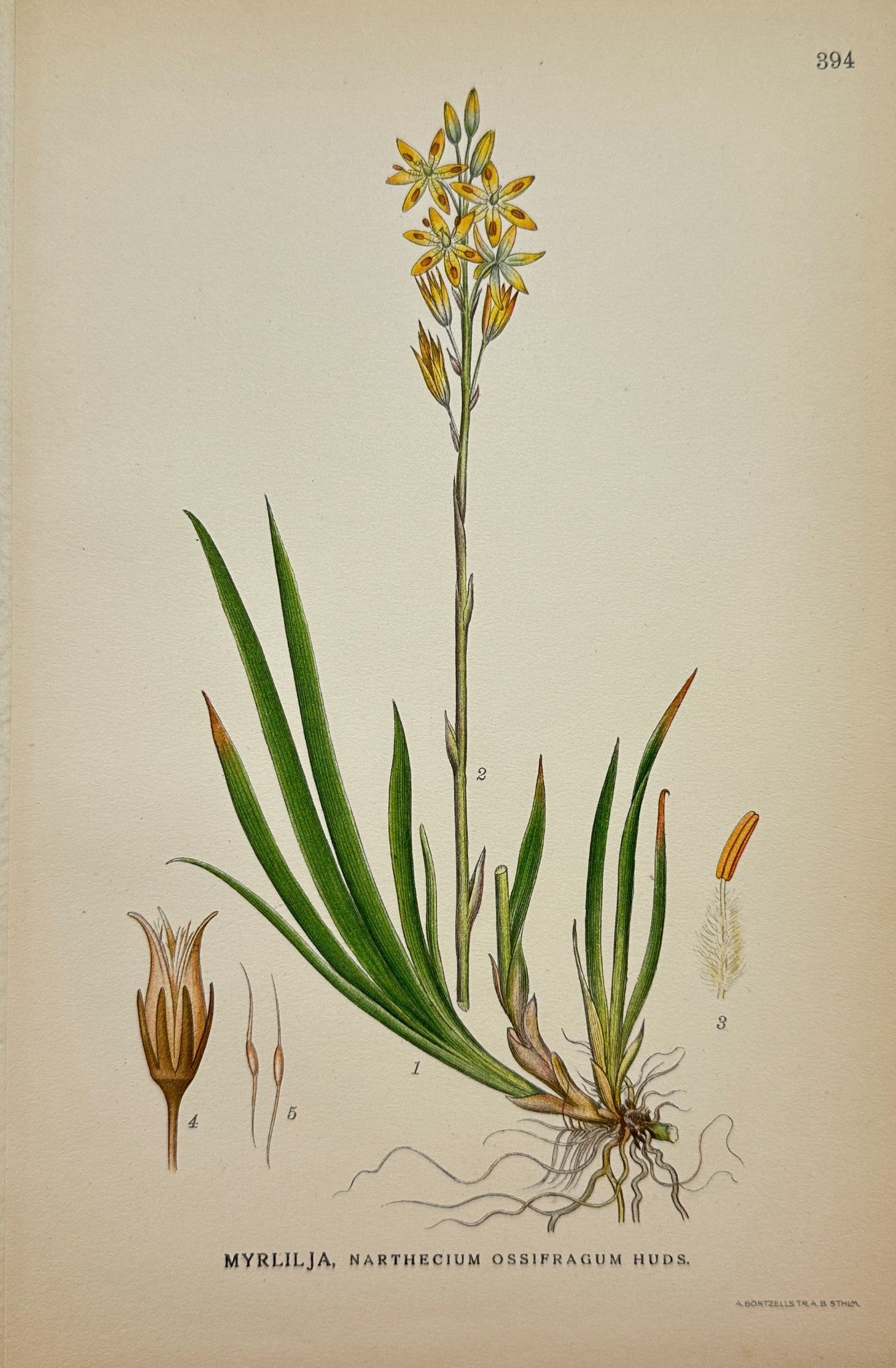 Antique Botanical Print - Bog Asphodel - Narthecium Ossifragum Huds - F4
