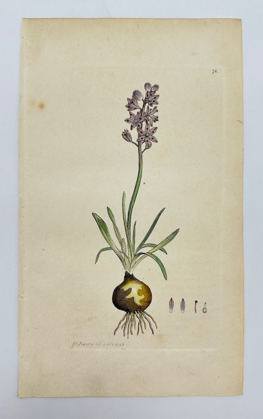 Antique Botanical Print - Sowerby - Scilla Autumnalis - Autumn Squill - F1