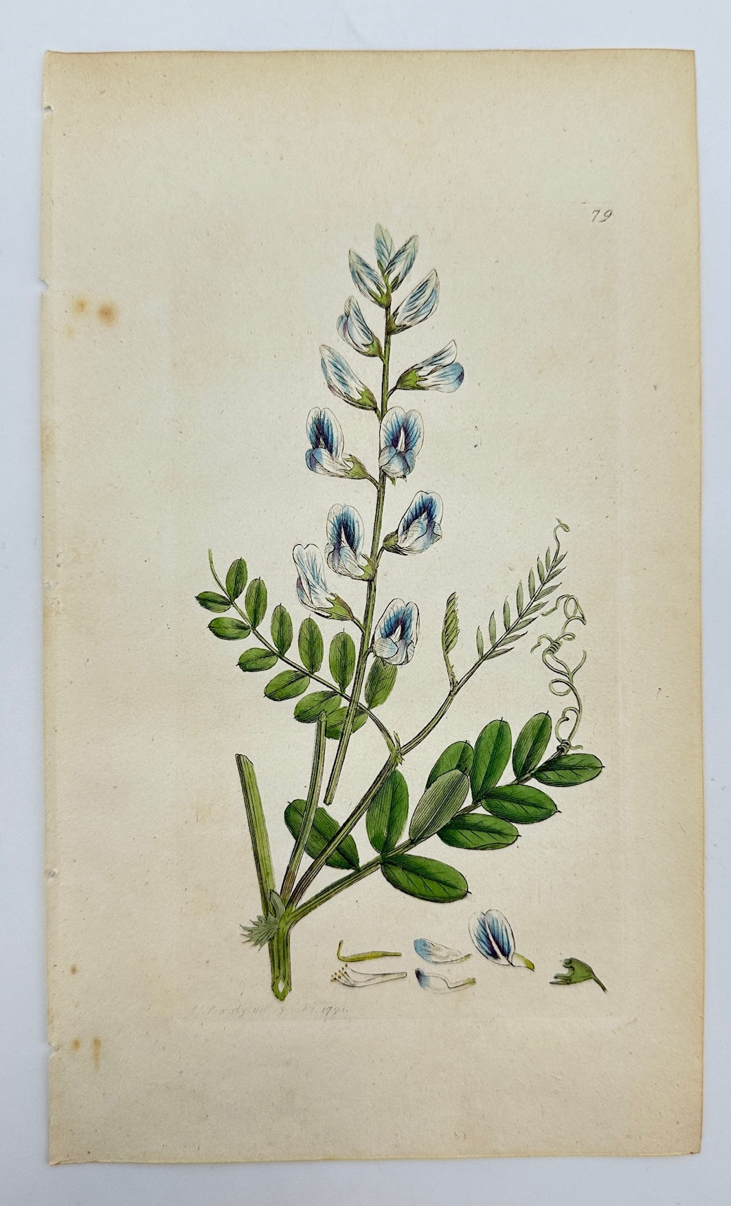 Antique Botanical Print - Sowerby - Vicia Sylvatica - Wood Vetch - F1