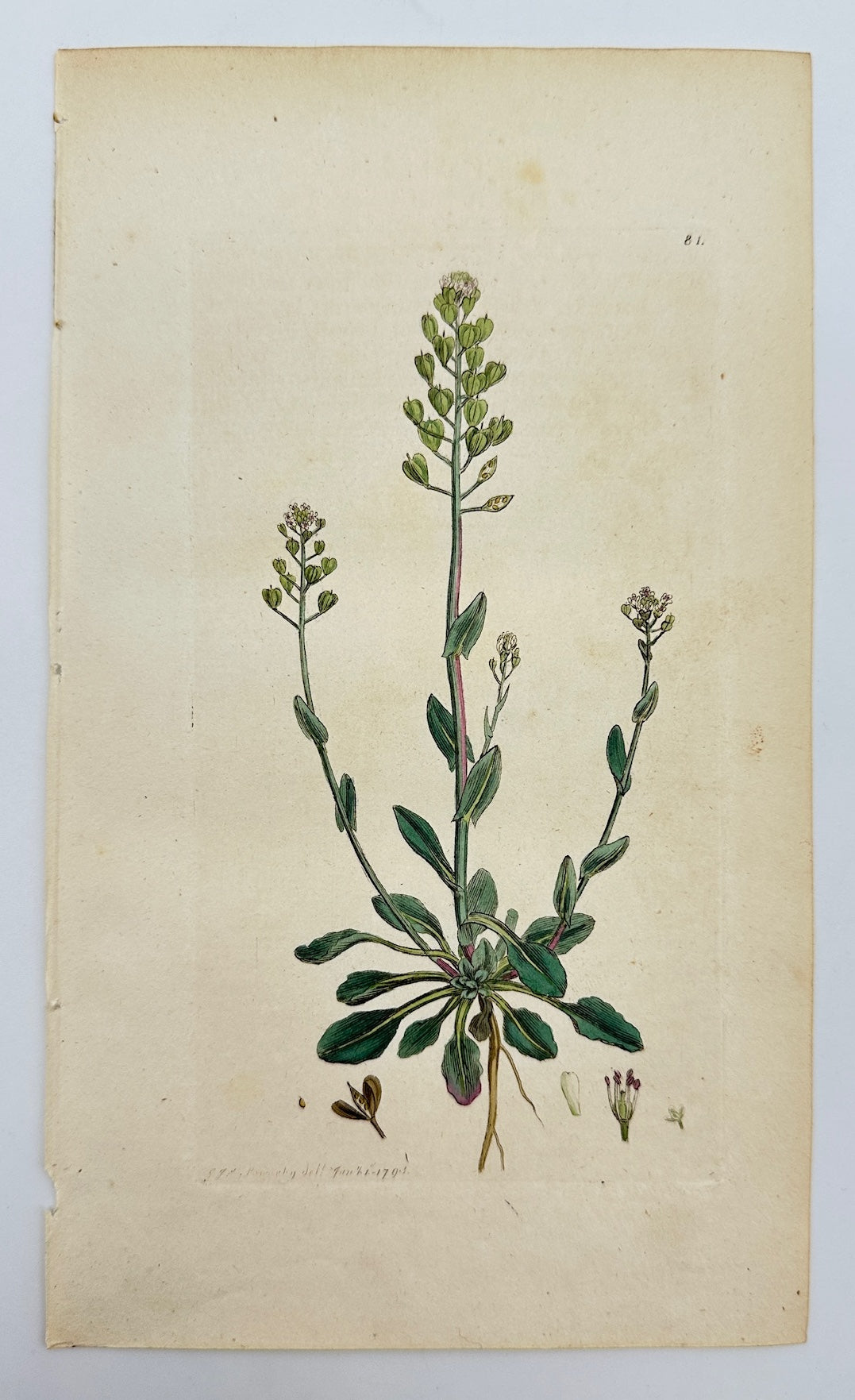 Antique Print - James Sowerby - Thlaspi Alpestre - Alpine Pennycress - F1
