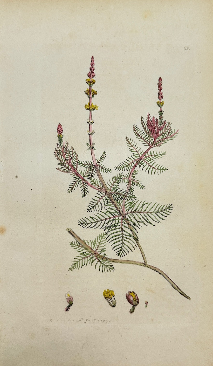 Antique Print - Sowerby - Myriophyllum Spicatum - Eurasian Watermilfoil - F1