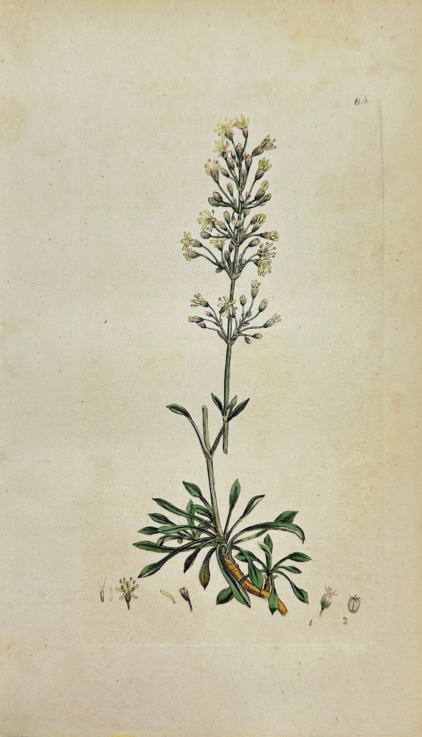Antique Print - James Sowerby - Cucubalus Otites - Tassel Hyacinth - F1