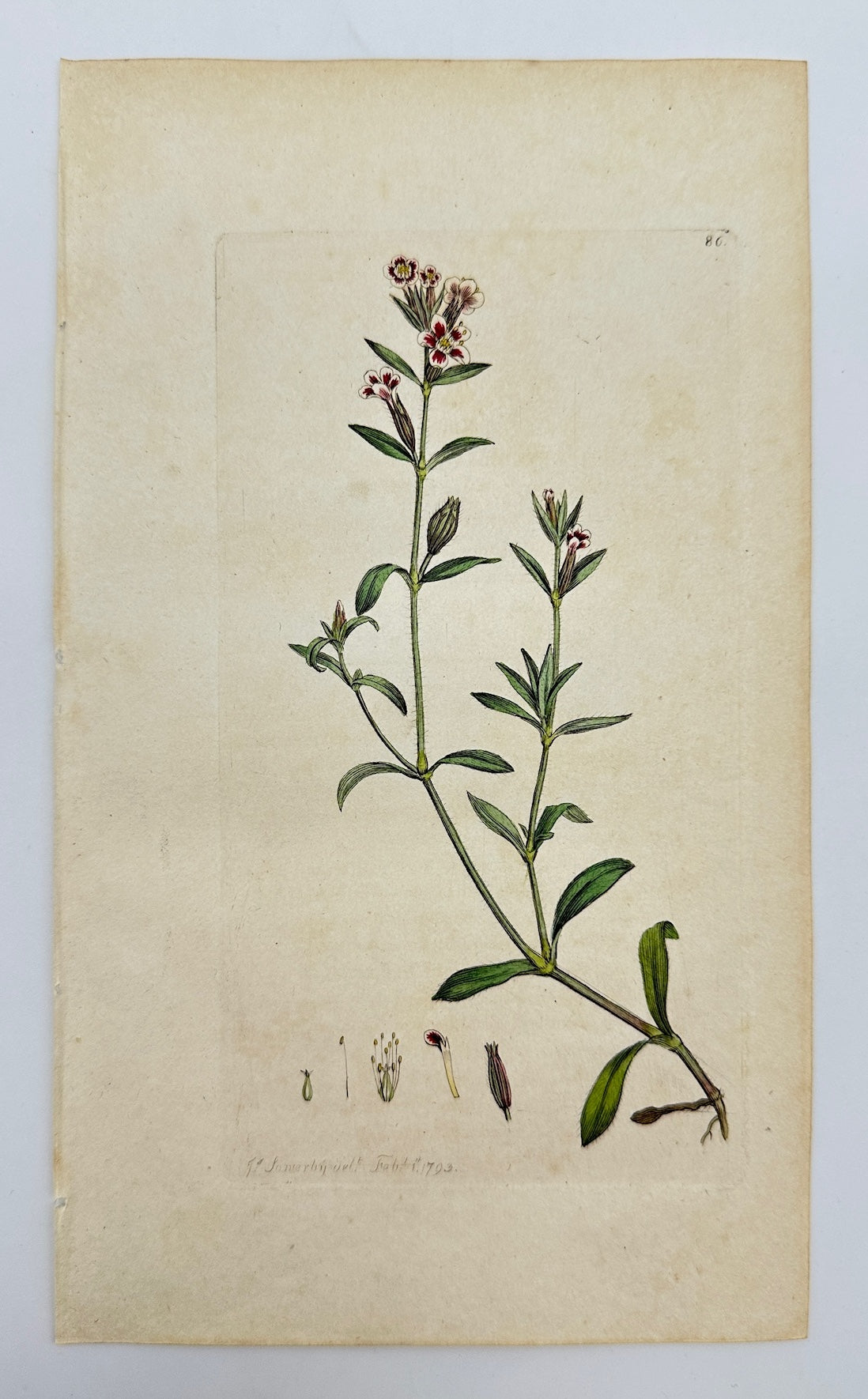 Antique Botanical Print - James Sowerby - Silene Quinquevulnera - Five-spot - F1