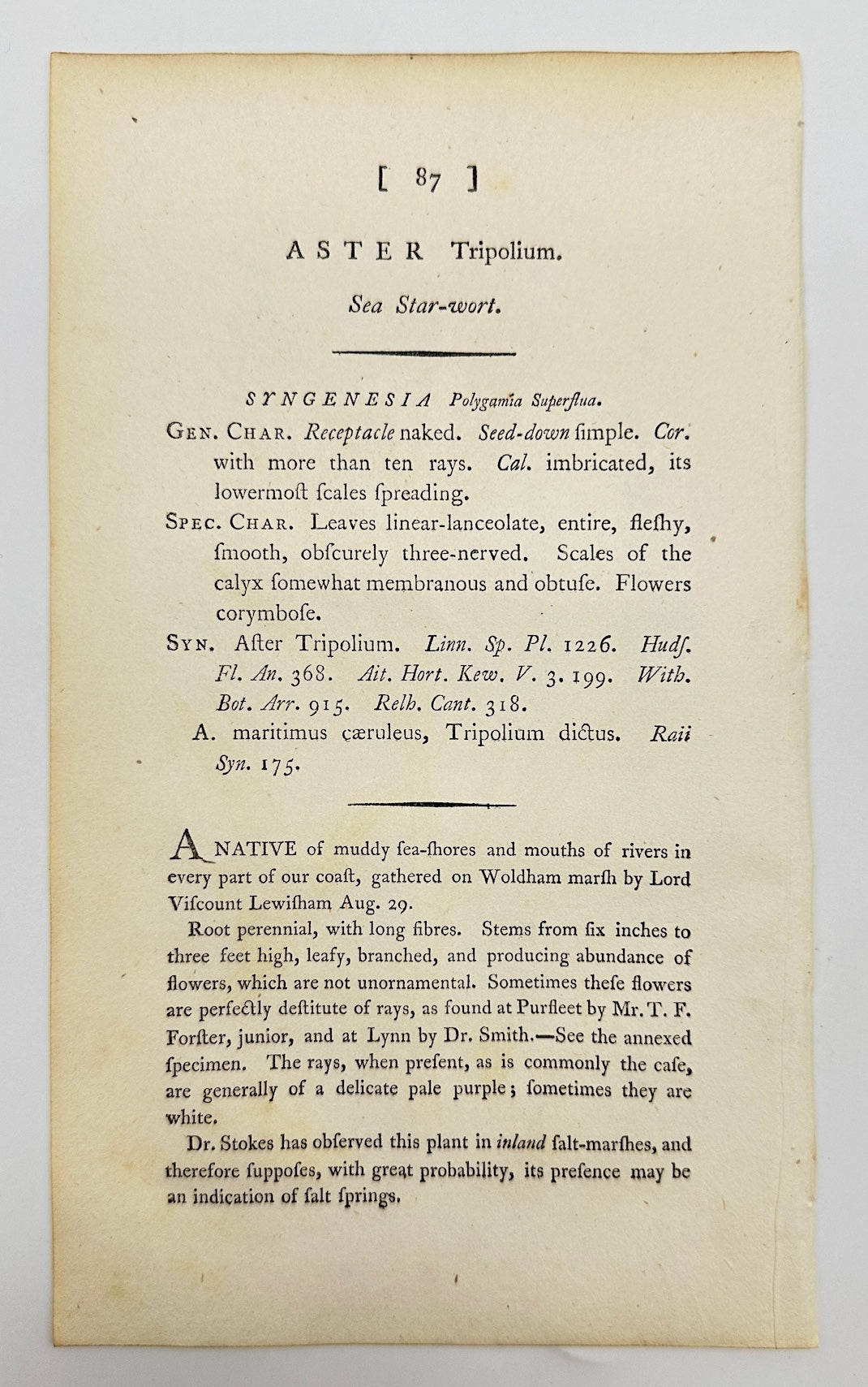 Antique Botanical Print - James Sowerby - Aster Tripolium - Sea Aster - F1