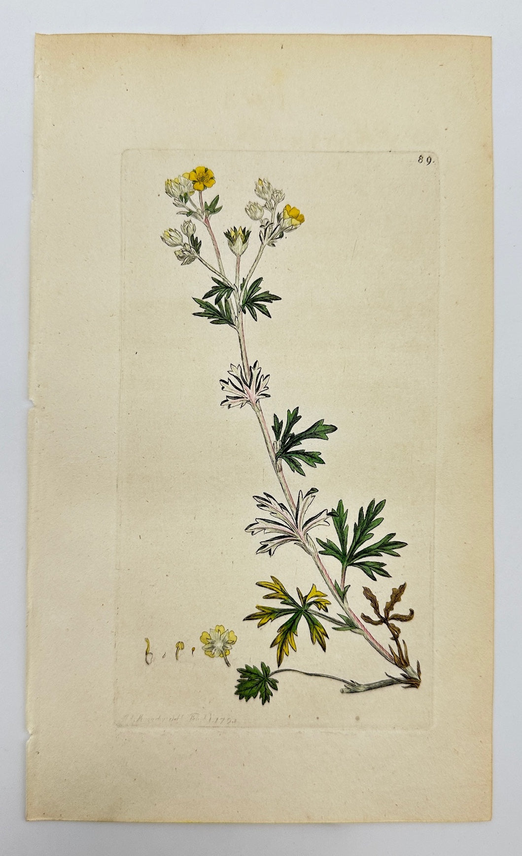 Antique Print - James Sowerby - Potentilla Argentea - Silvery Cinquefoil - F1