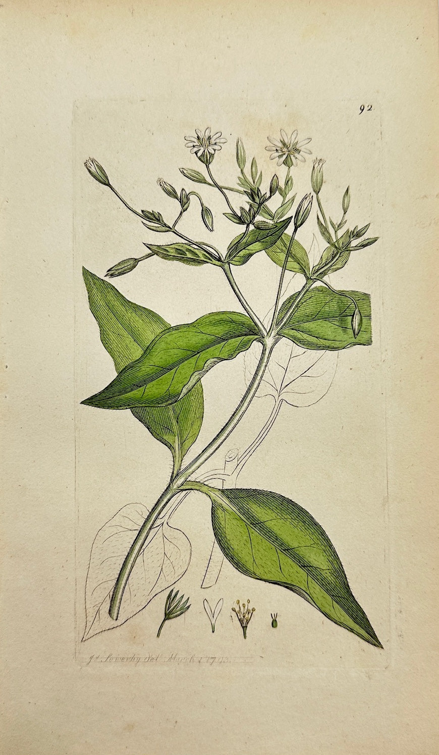 Antique Print - James Sowerby - Stellaria Nemorum - Wood Stitchwort - F1