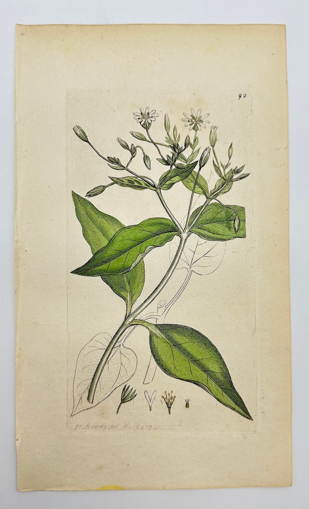Antique Print - James Sowerby - Stellaria Nemorum - Wood Stitchwort - F1
