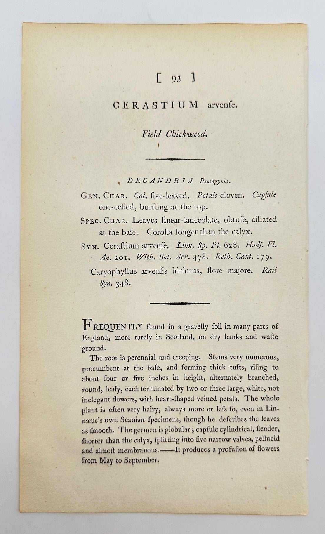 Antique Print - James Sowerby - Cerastium Arvense - Field Chickweed - F1