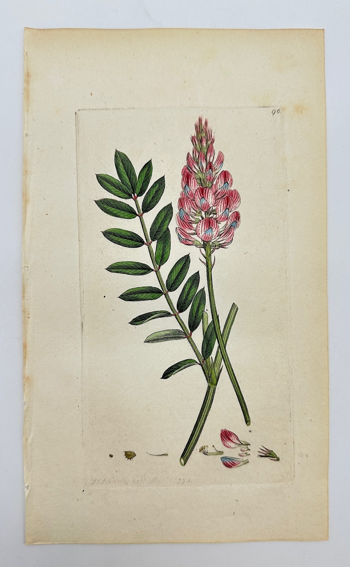 Antique Botanical Print - James Sowerby - Hedysarum Onobrychis - Sainfoin - F1
