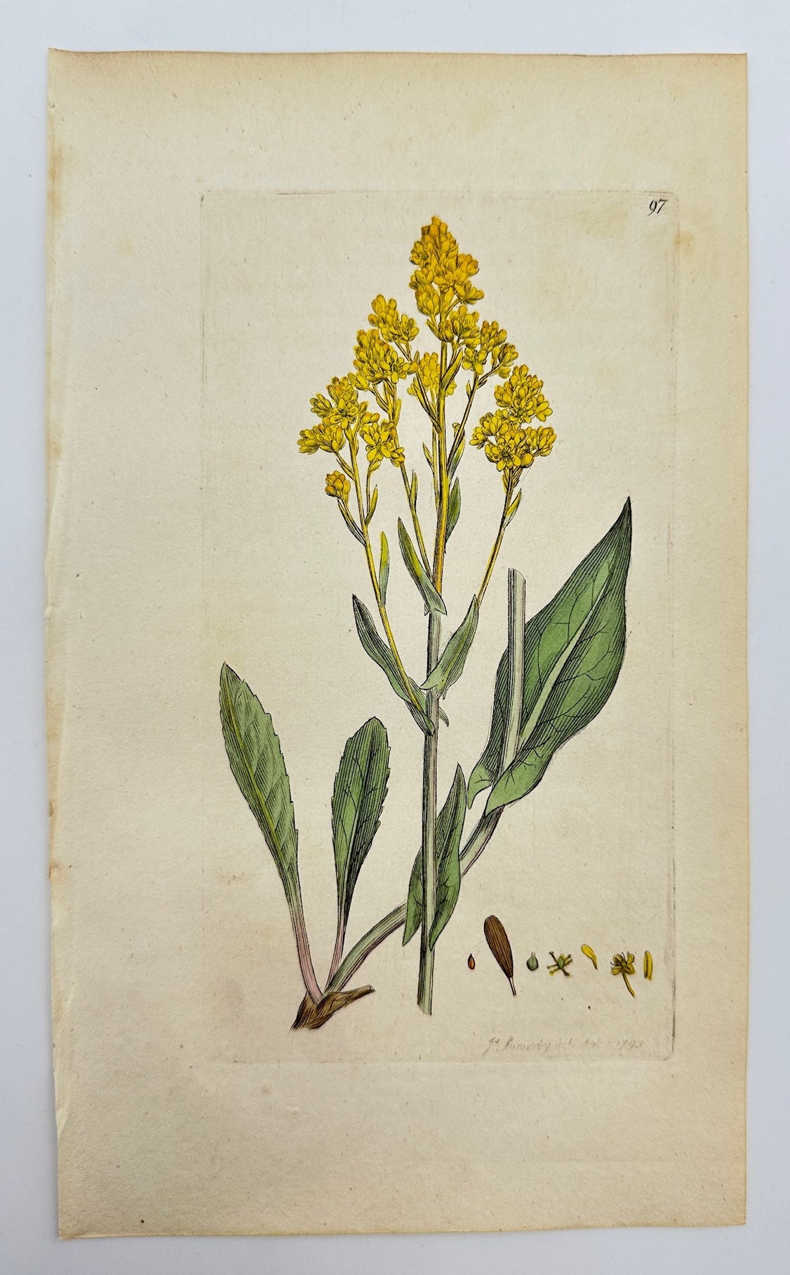 Antique Botanical Print - James Sowerby - Isatis Tinctoria - Woad - F1