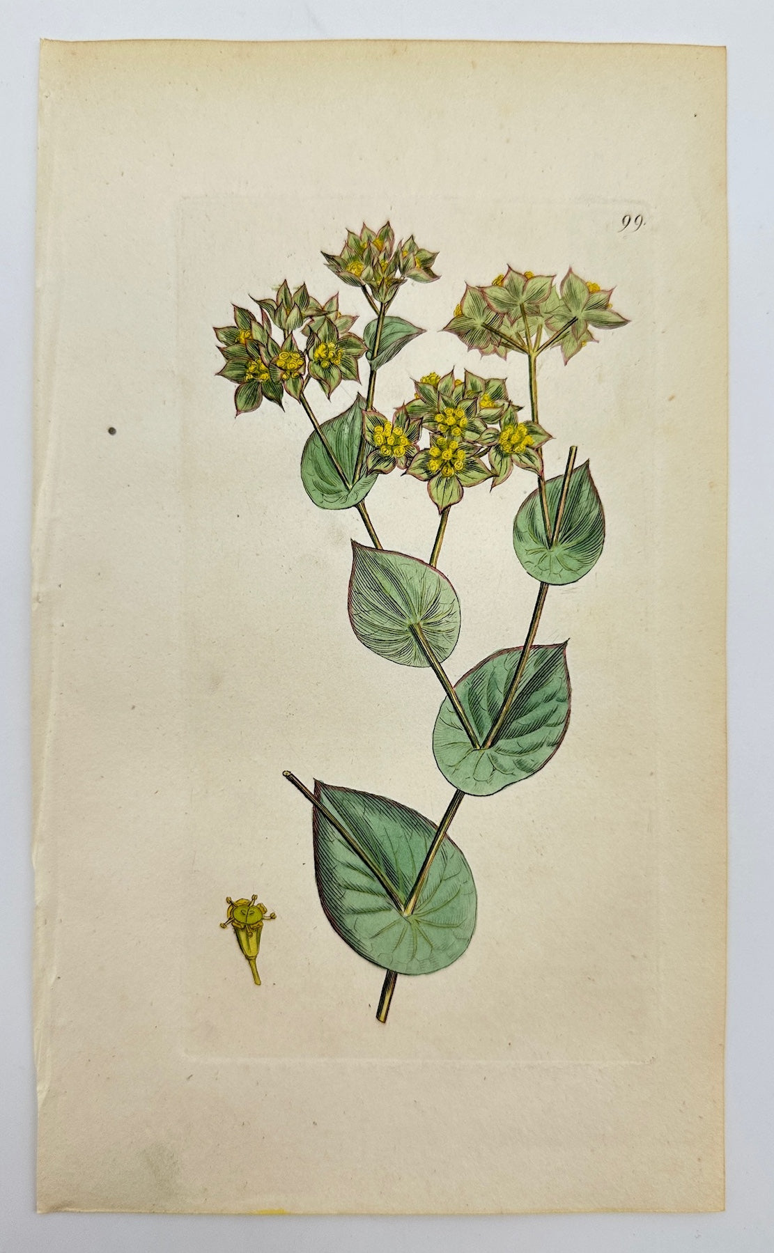 Antique Botanical Print - Sowerby - Bupleurum Rotundifolium - Hare's Ear - F1