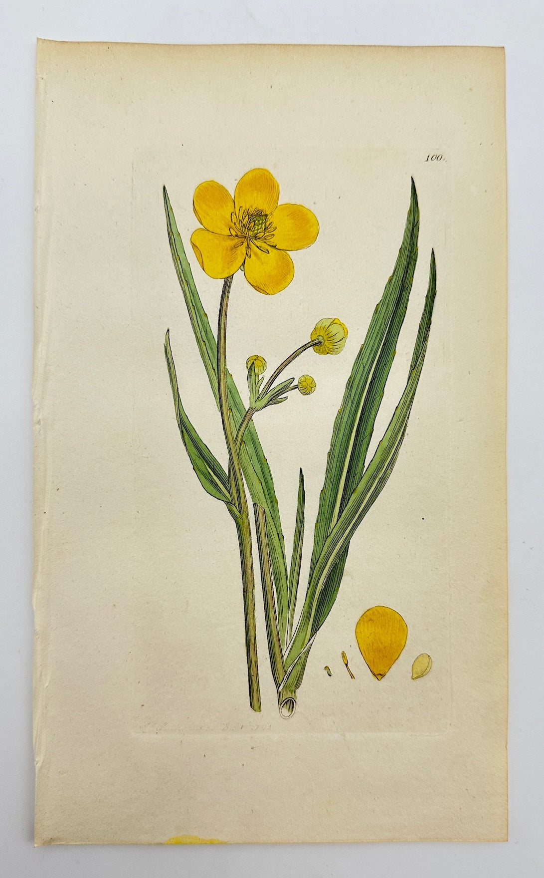 Antique Botanical Print - Sowerby - Ranunculus Lingua - Greater Spearwort - F1