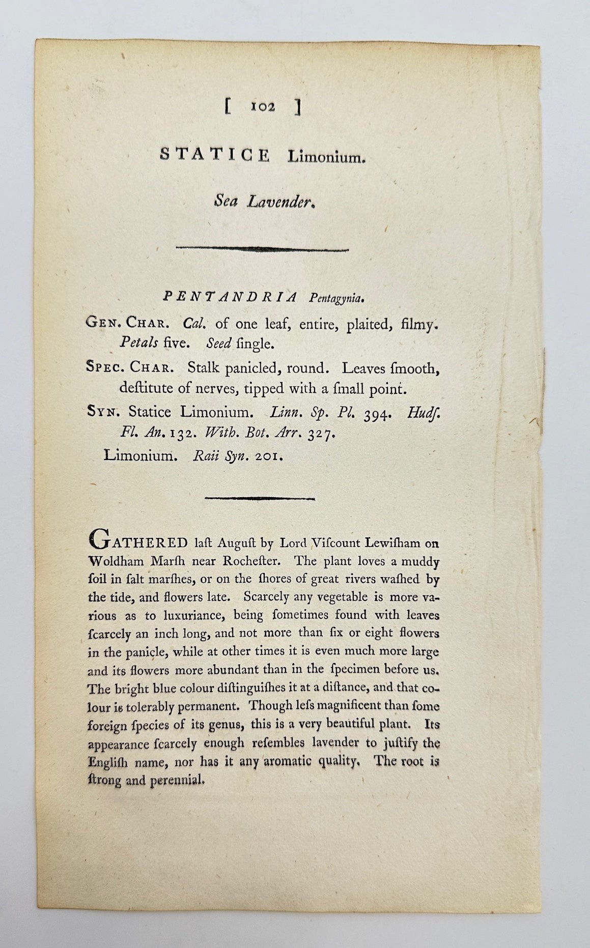 Antique Botanical Print - Sowerby - Statice Limonium - Sea Lavender - F1