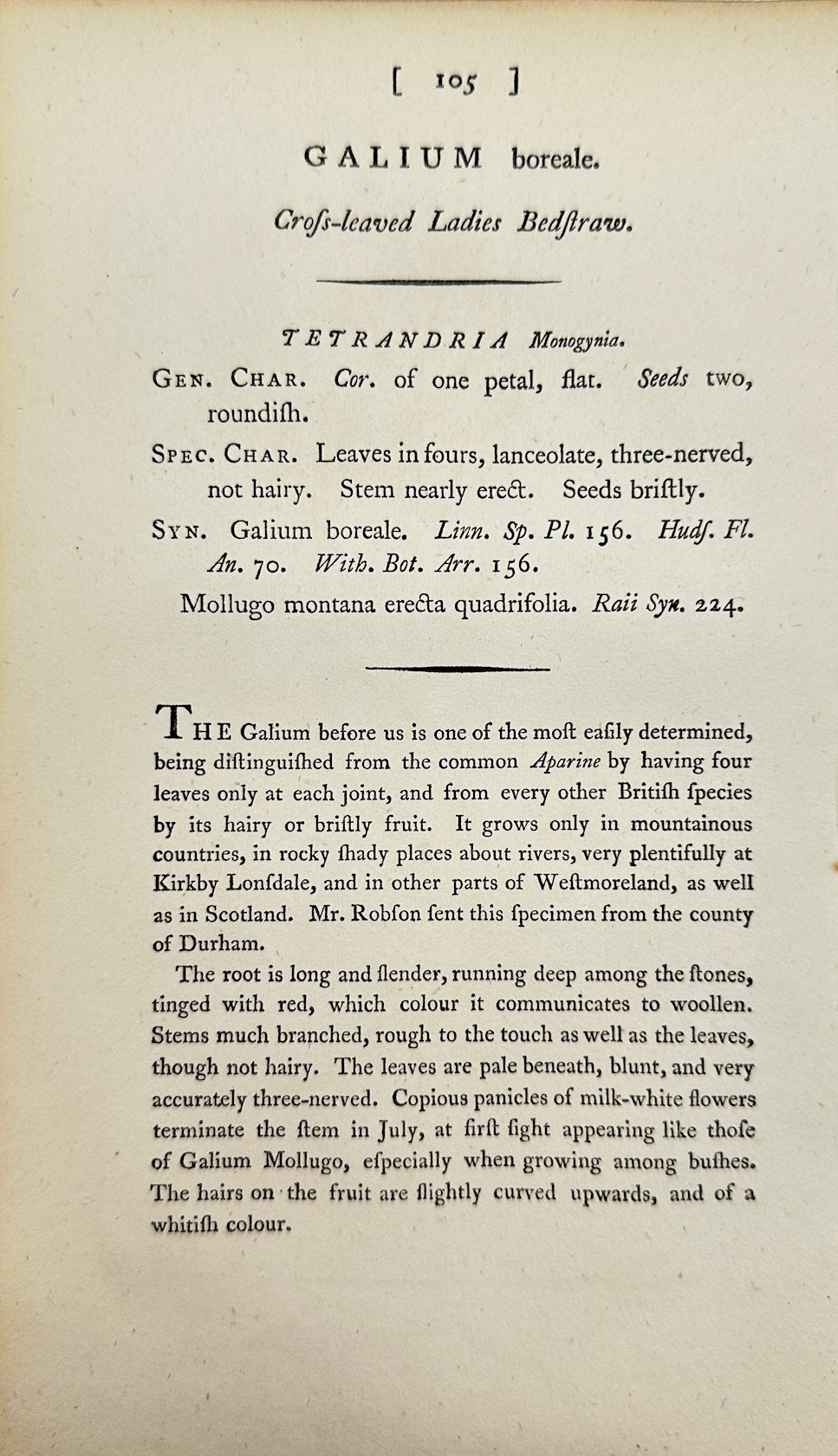 Antique Print - James Sowerby - Galium Boreale - Northern Bedstraw - F1