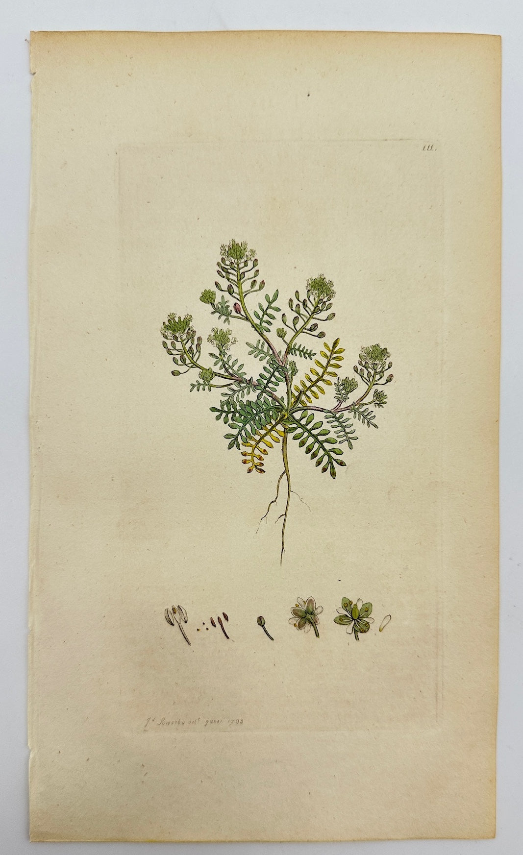 Antique Botanical Print - James Sowerby - Lepidium Petraeum - Stonecress - F1