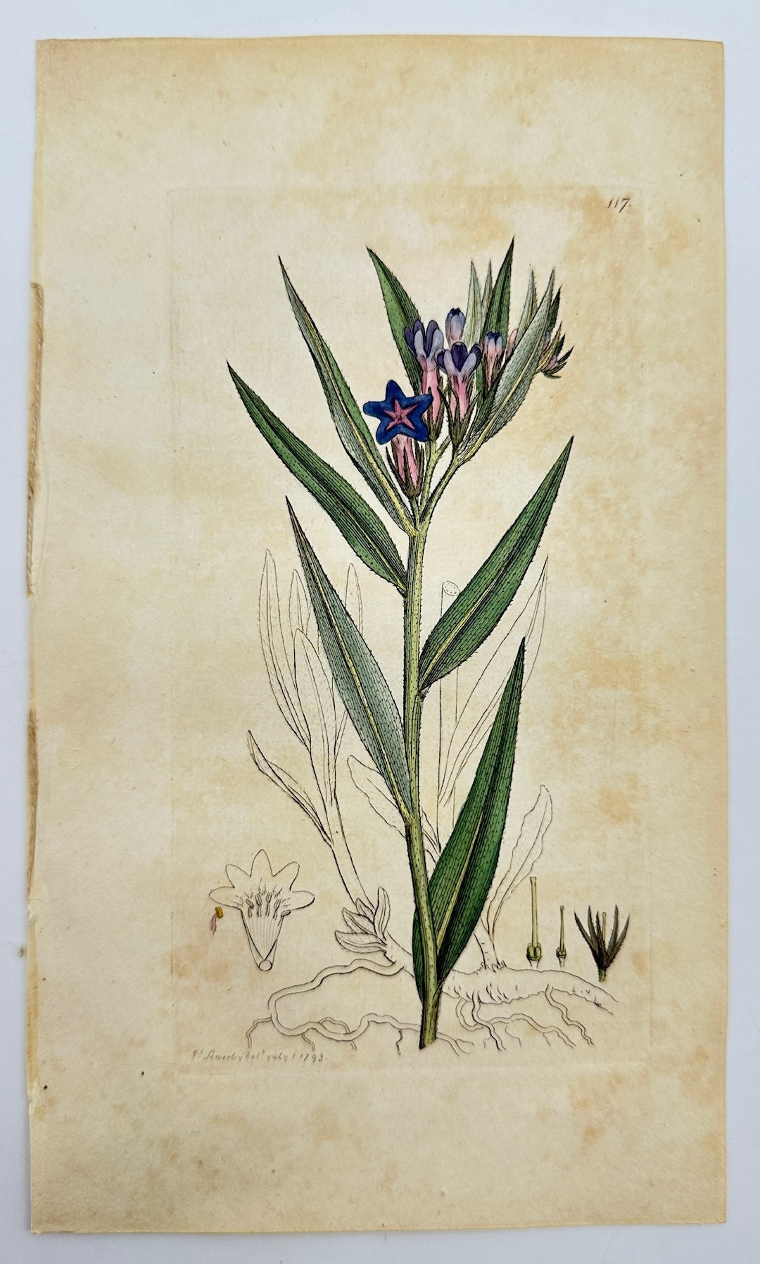 Antique Print - Sowerby - Lithospermum Purpuro-caeruleum - Purple Gromwell - F1
