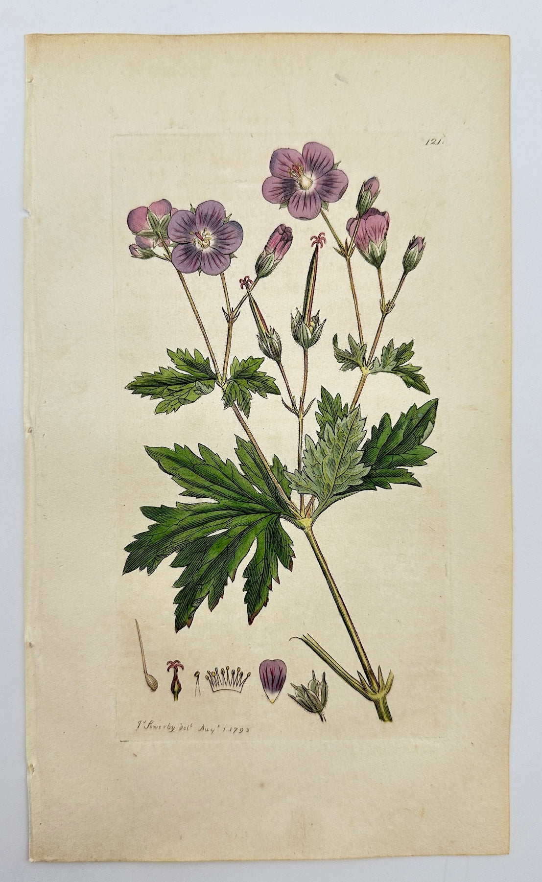 Antique Print - James Sowerby - Geranium Sylvaticum - Wood Cranesbill - F1