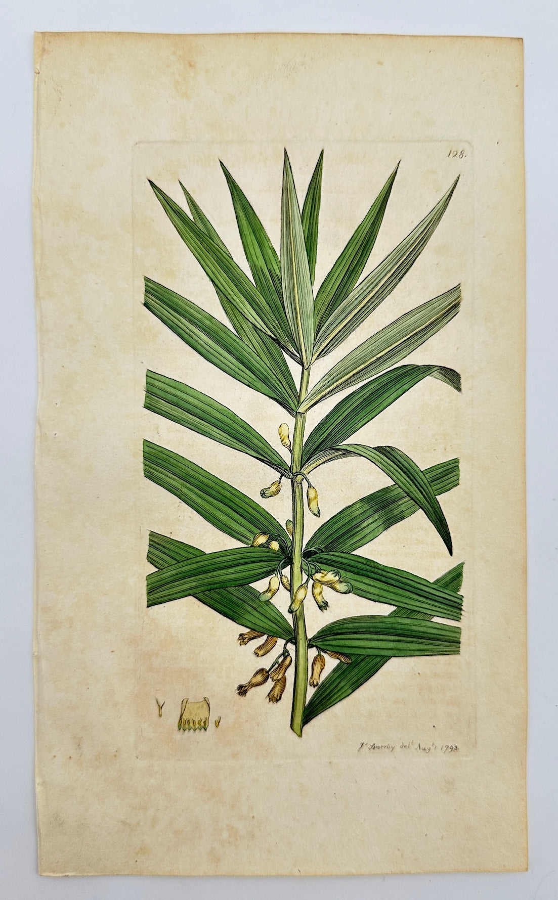 Antique Print - Sowerby - Convallaria Verticillata - Whorled Solomon's Seal - F1