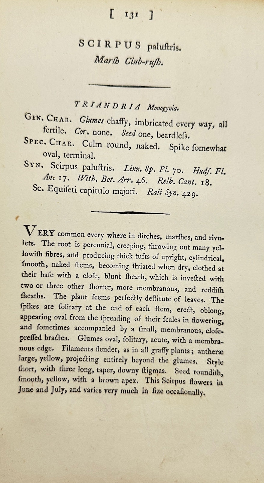Antique Print - James Sowerby - Scirpus Palustris - Common Bulrush - F1