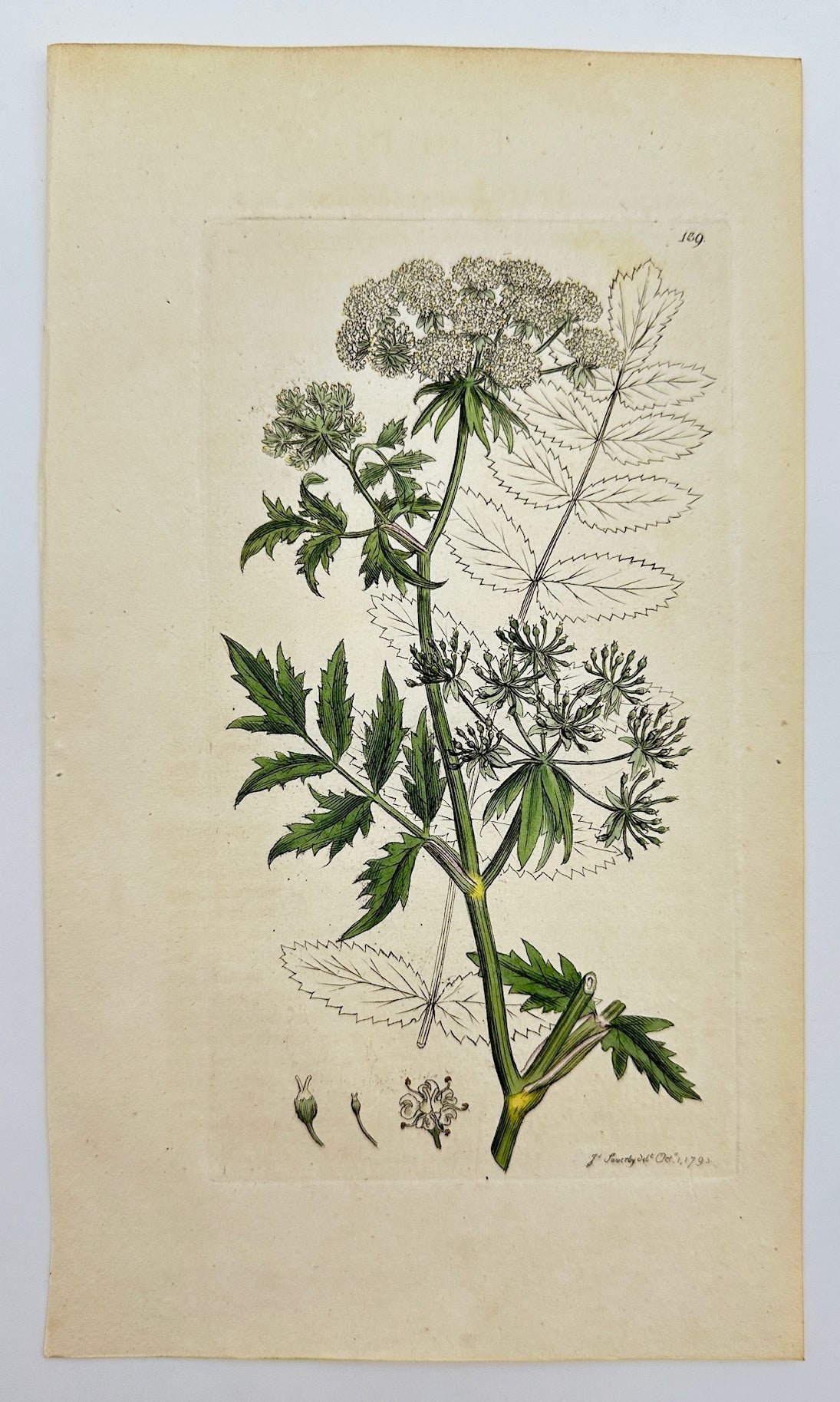 Antique Print - Sowerby - Sium Angustifolium - Narrow-leaved Water-parsnip - F1