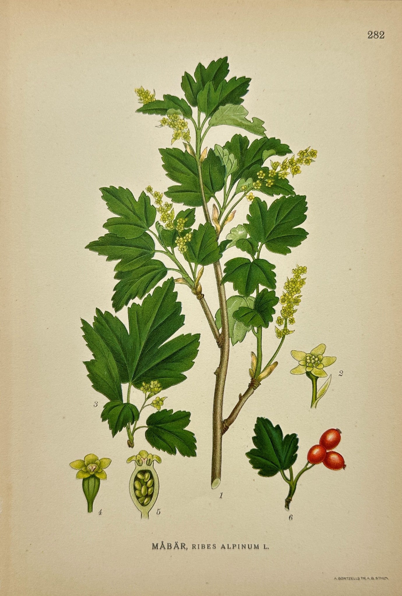 Antique Botanical Print - Northern Flora - Ribes Alpinum - Alpine Currant - F4