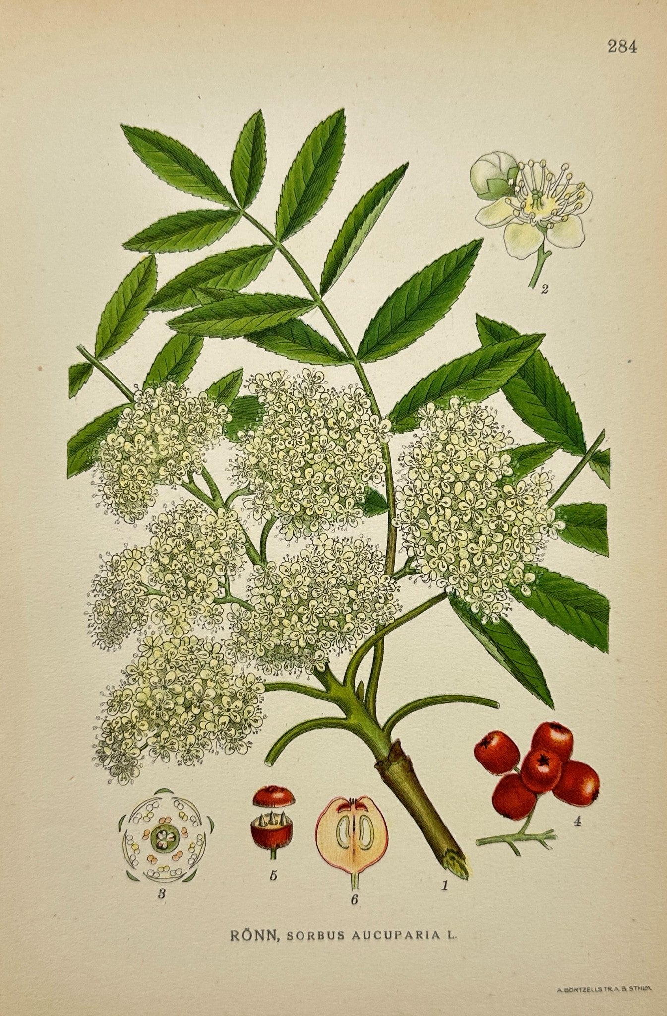 Antique Botanical Print - Northern Flora - Sorbus Aucuparia - Rowan - F4