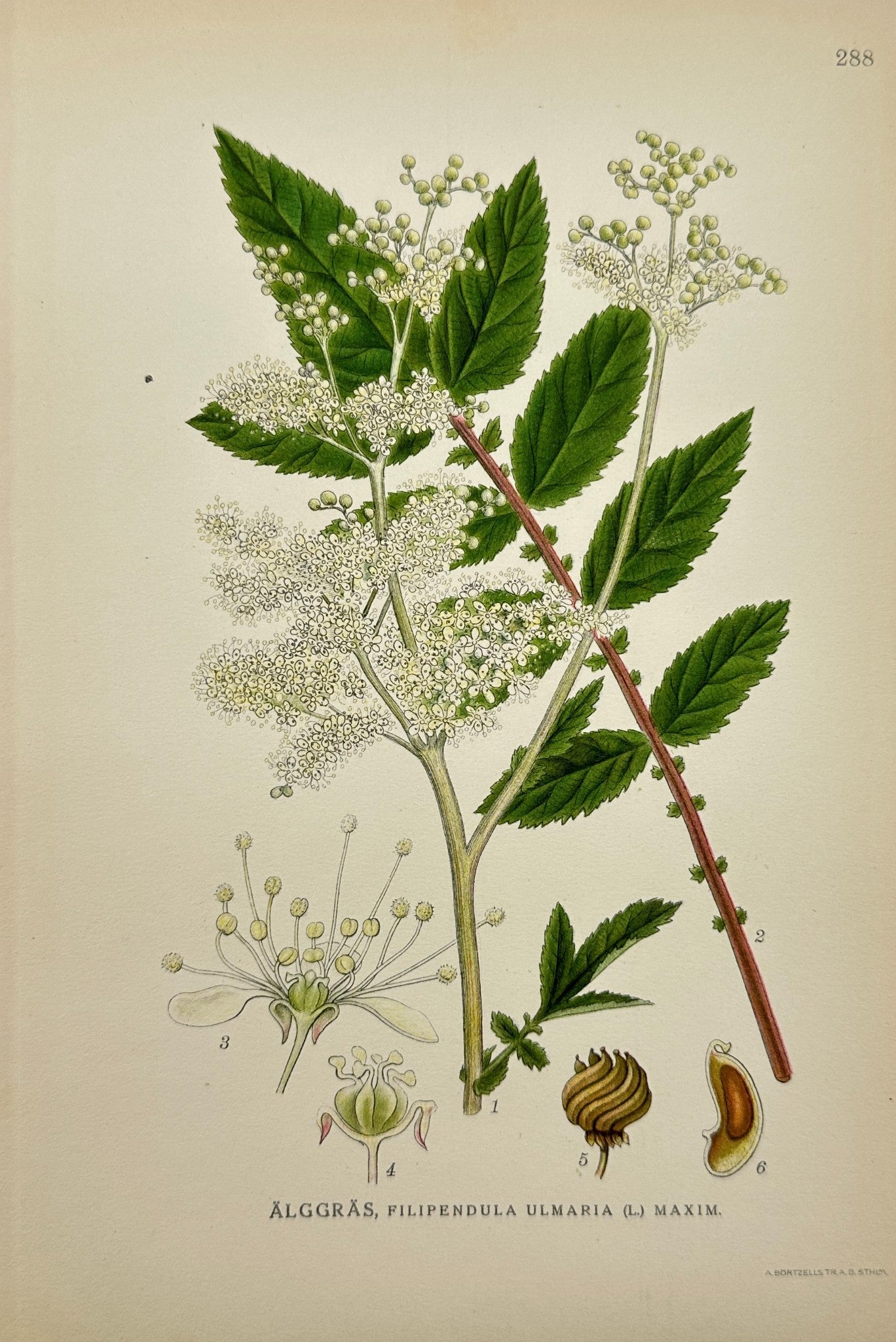 Antique Botanical Print - Carl Lindman - Filipendula Ulmaria - Meadowsweet - F4