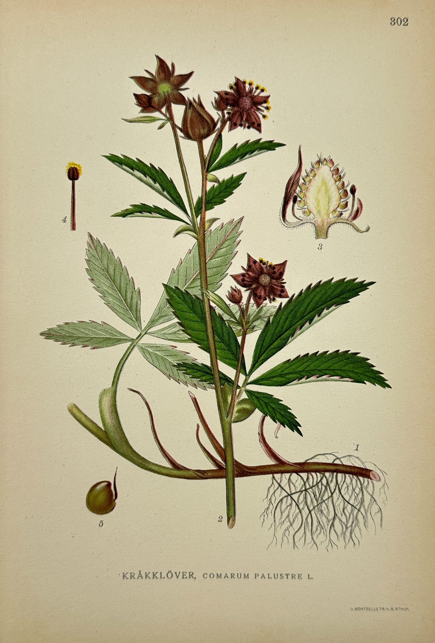 Antique Botanical Print - C. Lindman - Comarum Palustre - Marsh Cinquefoil - F4