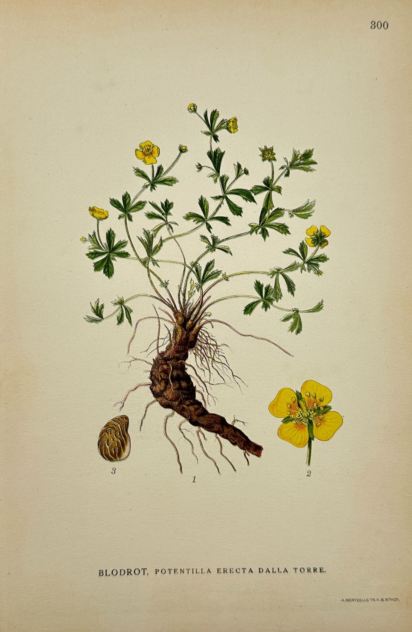 Antique Botanical Print - Potentilla Erecta Dalla Torre - Tormentil - F4
