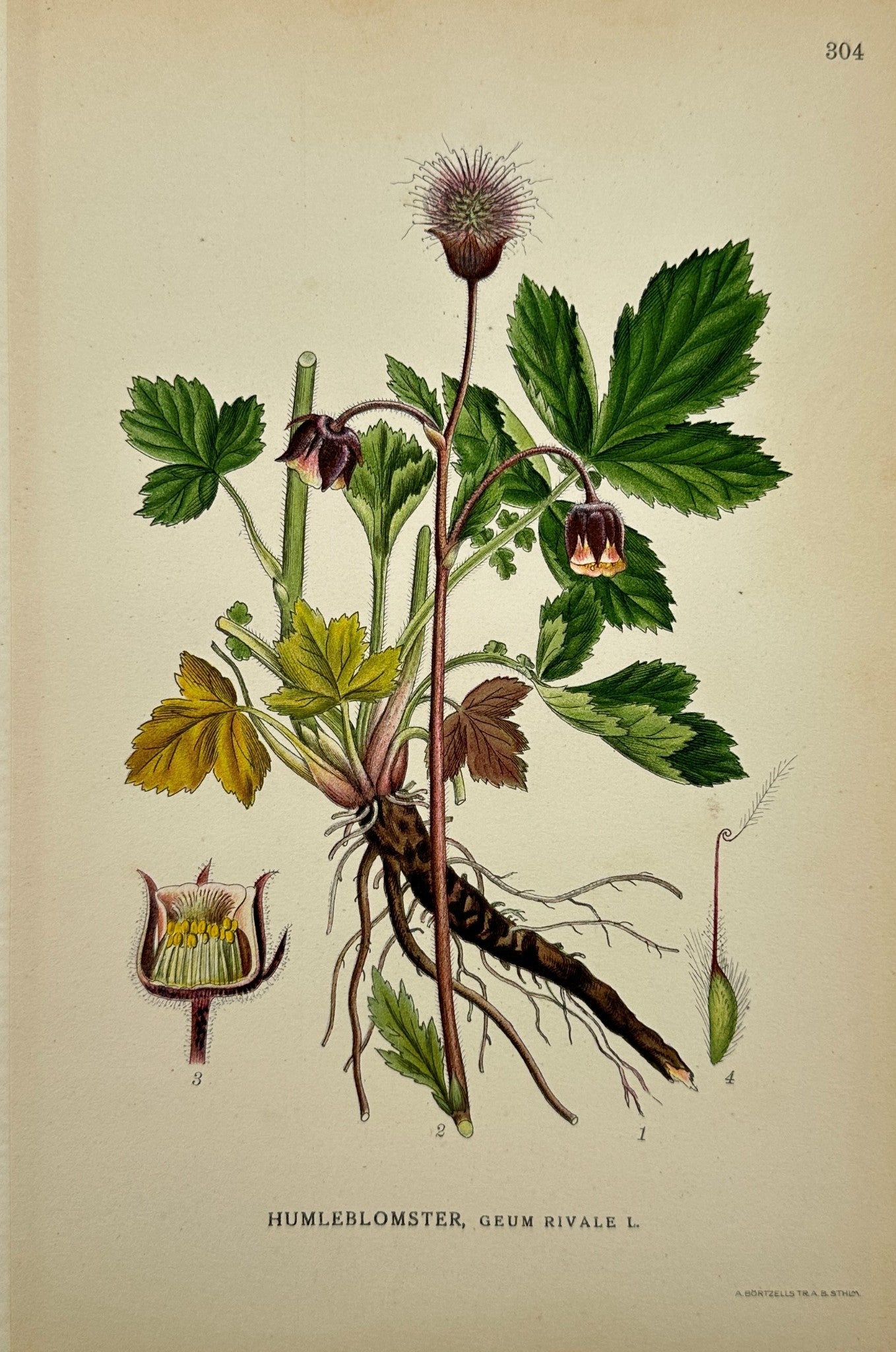 Antique Botanical Print - Northern Flora - Geum Rivale - Water Avens - F4