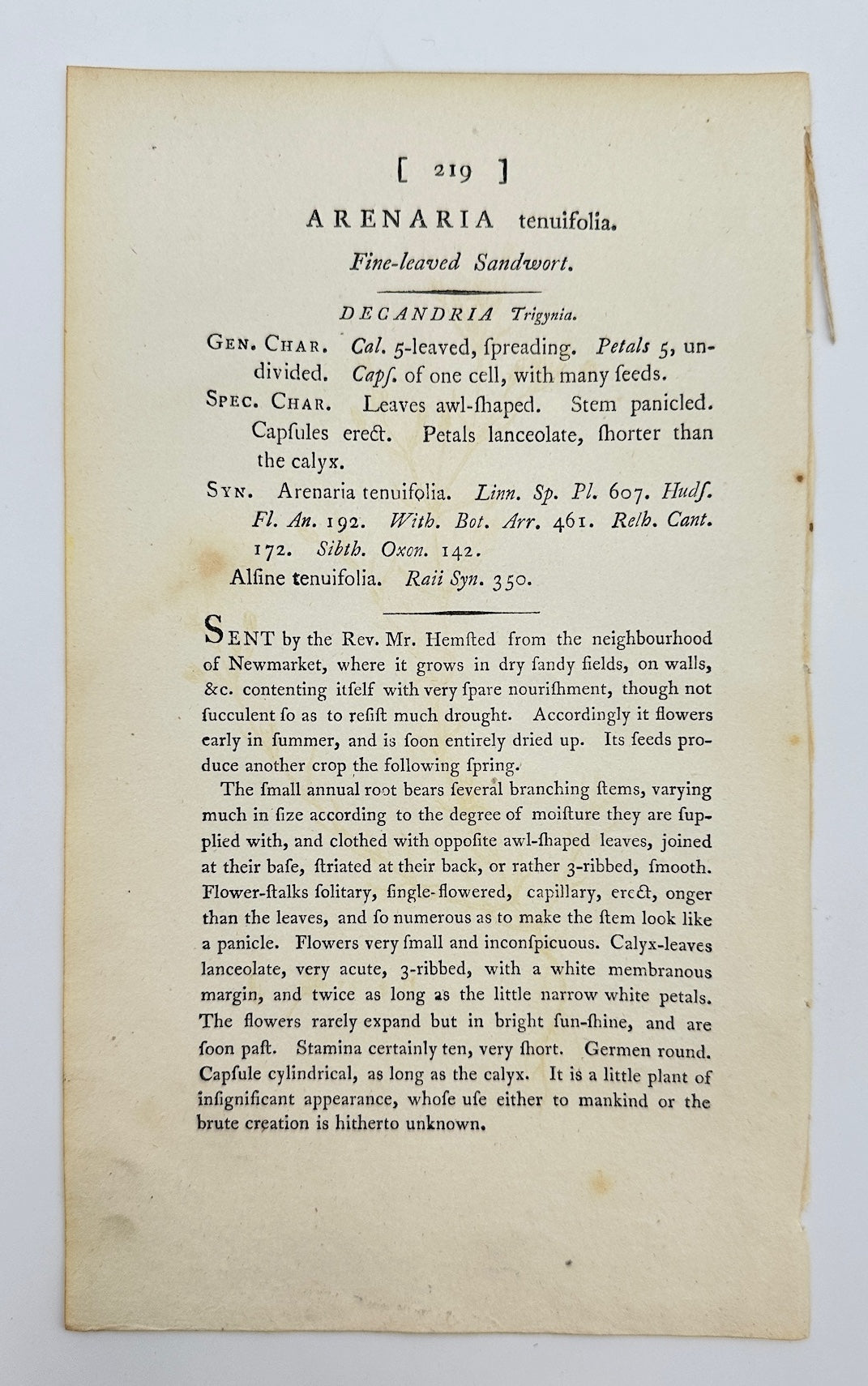 Antique Print - Sowerby - Arenaria Tenuifolia - Fine-leaved Sandwort - F1