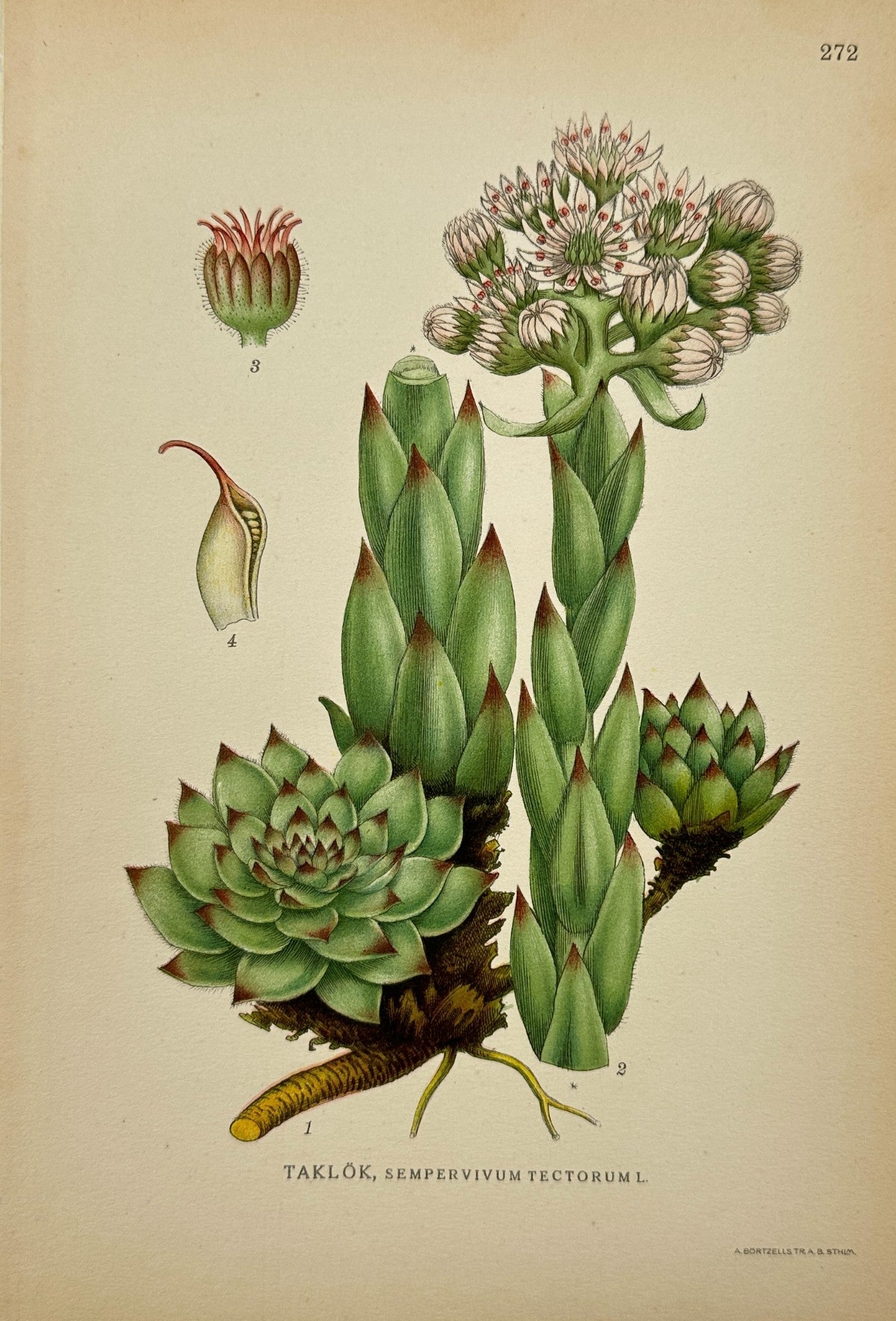 Antique Botanical Print - C. Lindman - Sempervivum Tectorum - Houseleek - F4