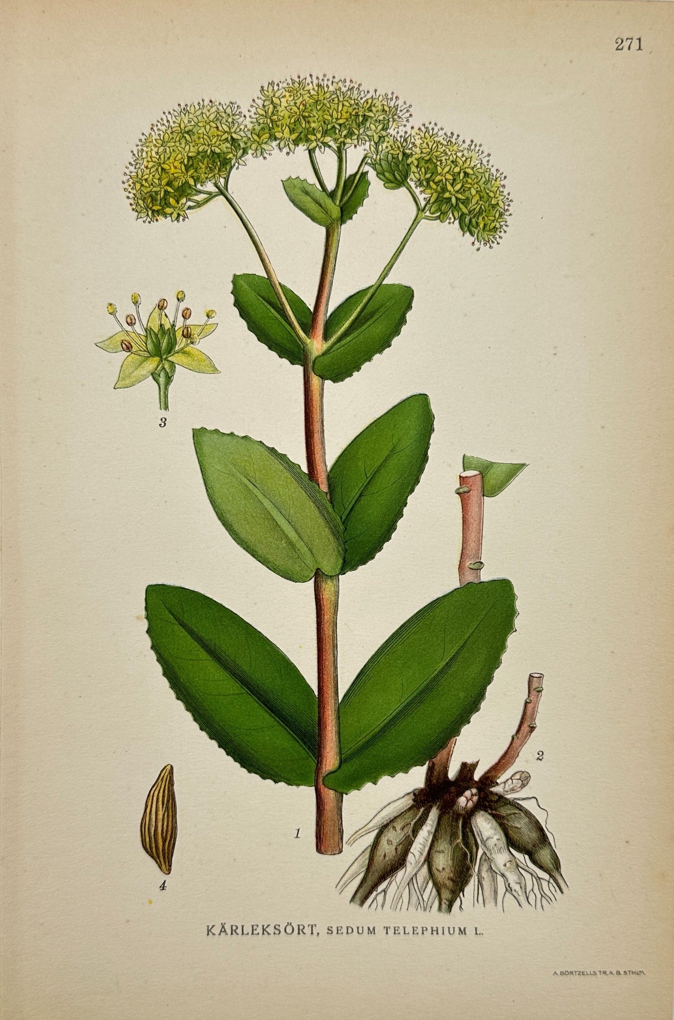 Antique Botanical Print - C. Lindman - Sedum Telephium - Live-Forever - F4