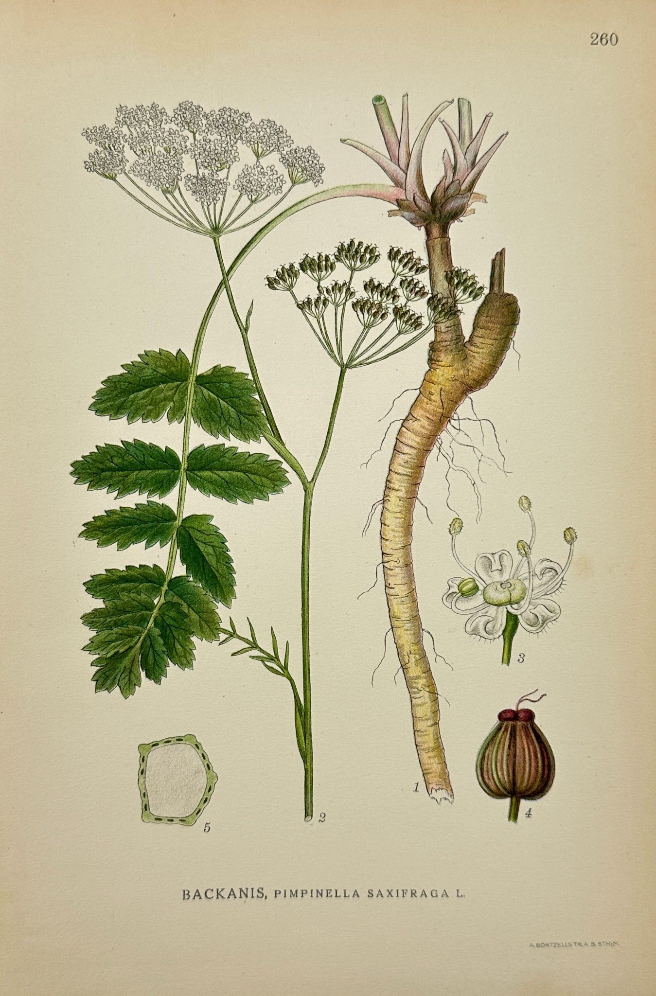 Original Antique Botanical Print - Northern Flora - Burnet Saxifrage - F4