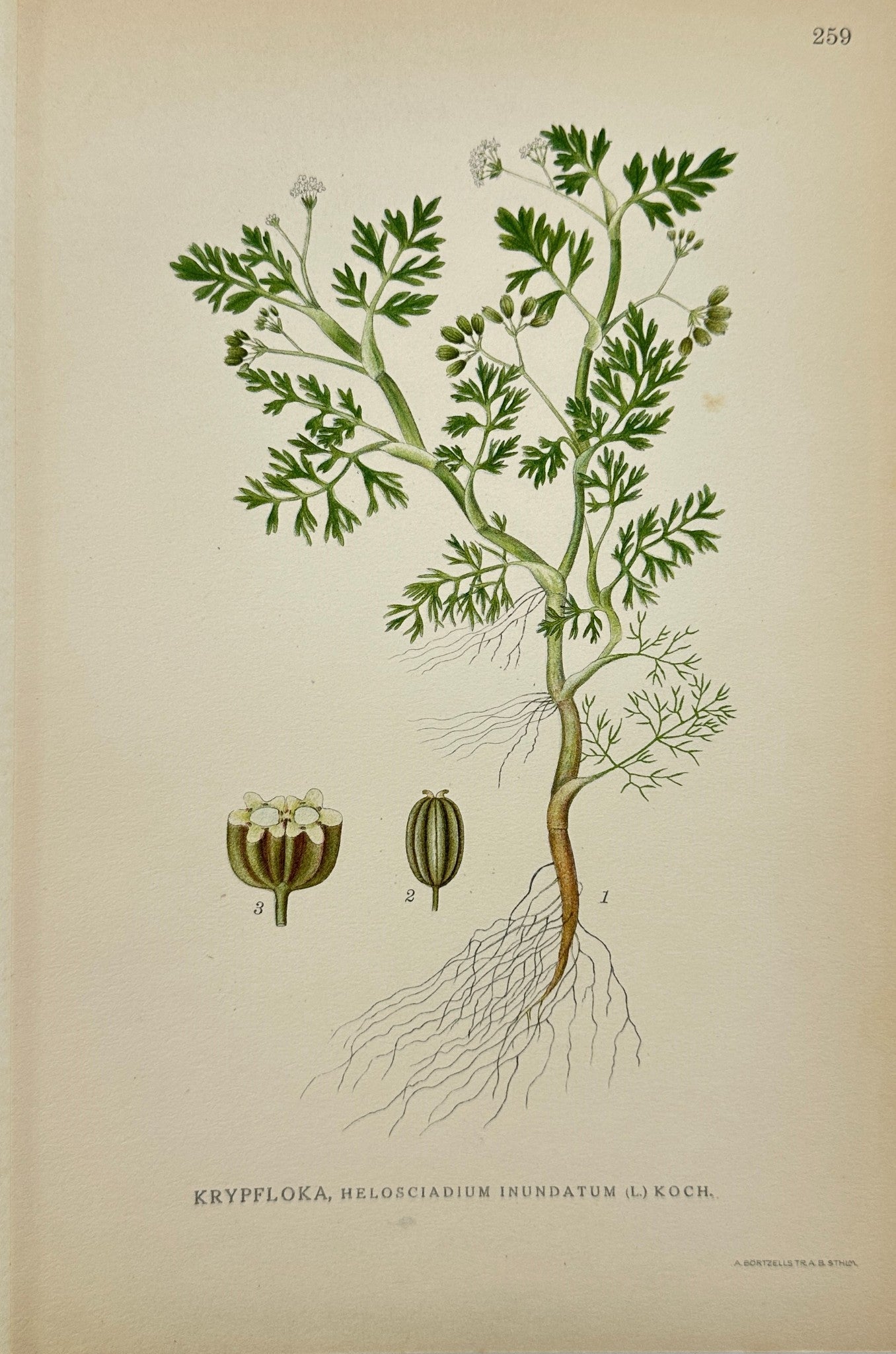 Antique Botanical Print - Helosciadium Inundatum - Least Water-Parsnip - F4