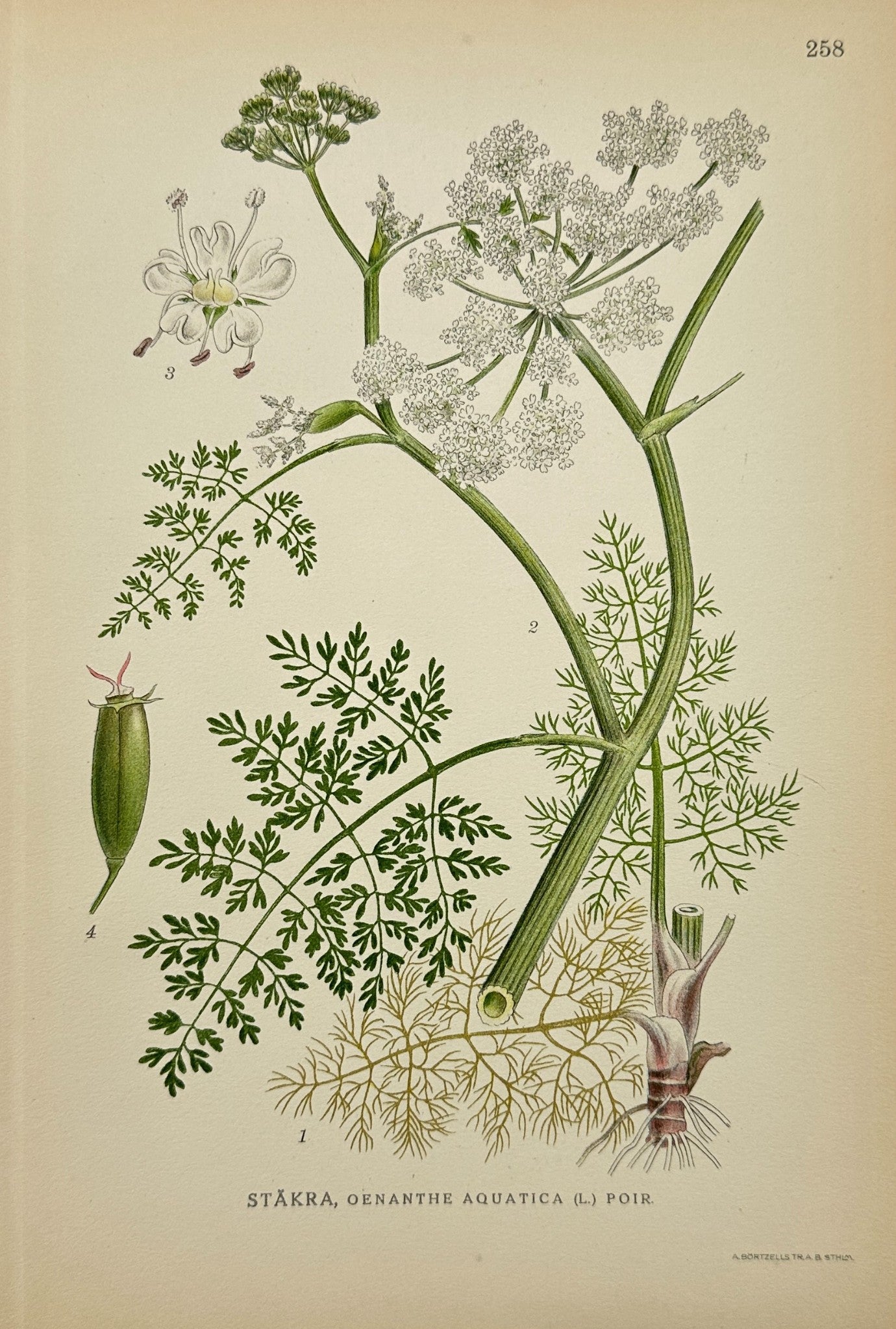 Antique Botanical Print - Oenanthe Aquatica - Fine-Leaved Water Dropwort - F4