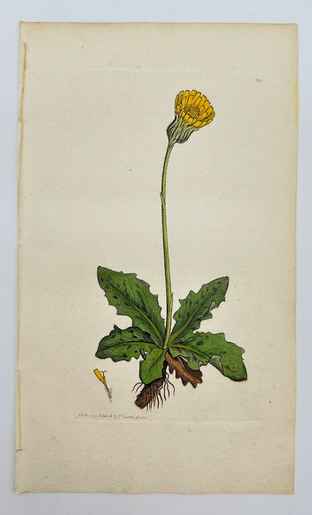 Antique Print - Sowerby - Hypericum Maculatum - Spotted St. John's Wort - F1
