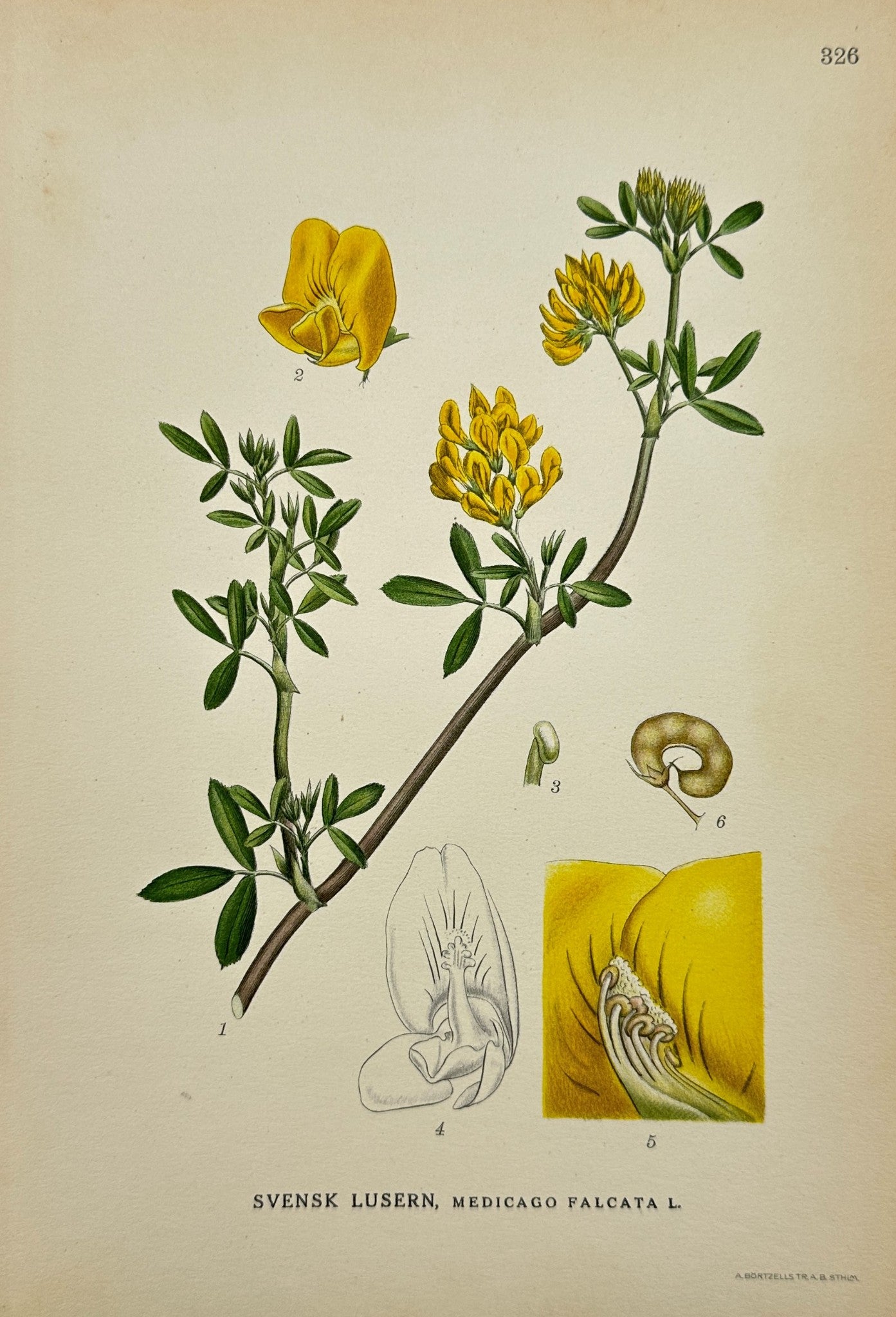 Antique Botanical Print - C. Lindman - Medicago Falcata - Yellow Lucerne - F4