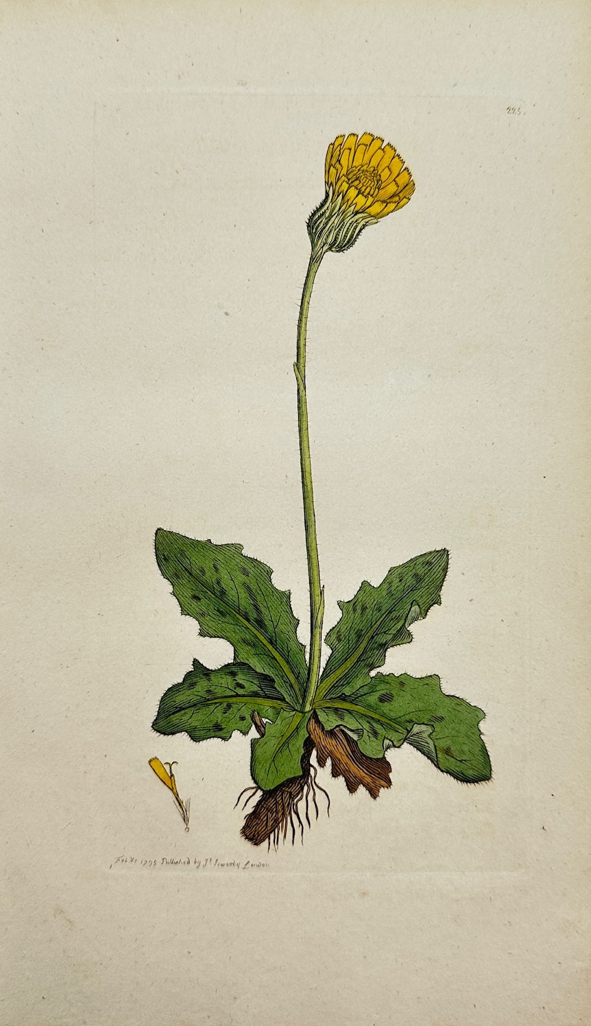 Antique Print - Sowerby - Hypericum Maculatum - Spotted St. John's Wort - F1