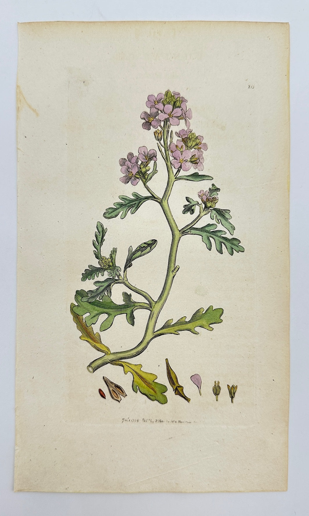 Antique Botanical Print - James Sowerby - Bunias Cakile - Sea Rocket - F1