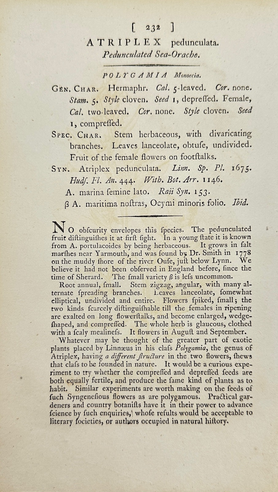 Antique Print - James Sowerby - Atriplex Pedunculata - Long-stalked Orache - F1