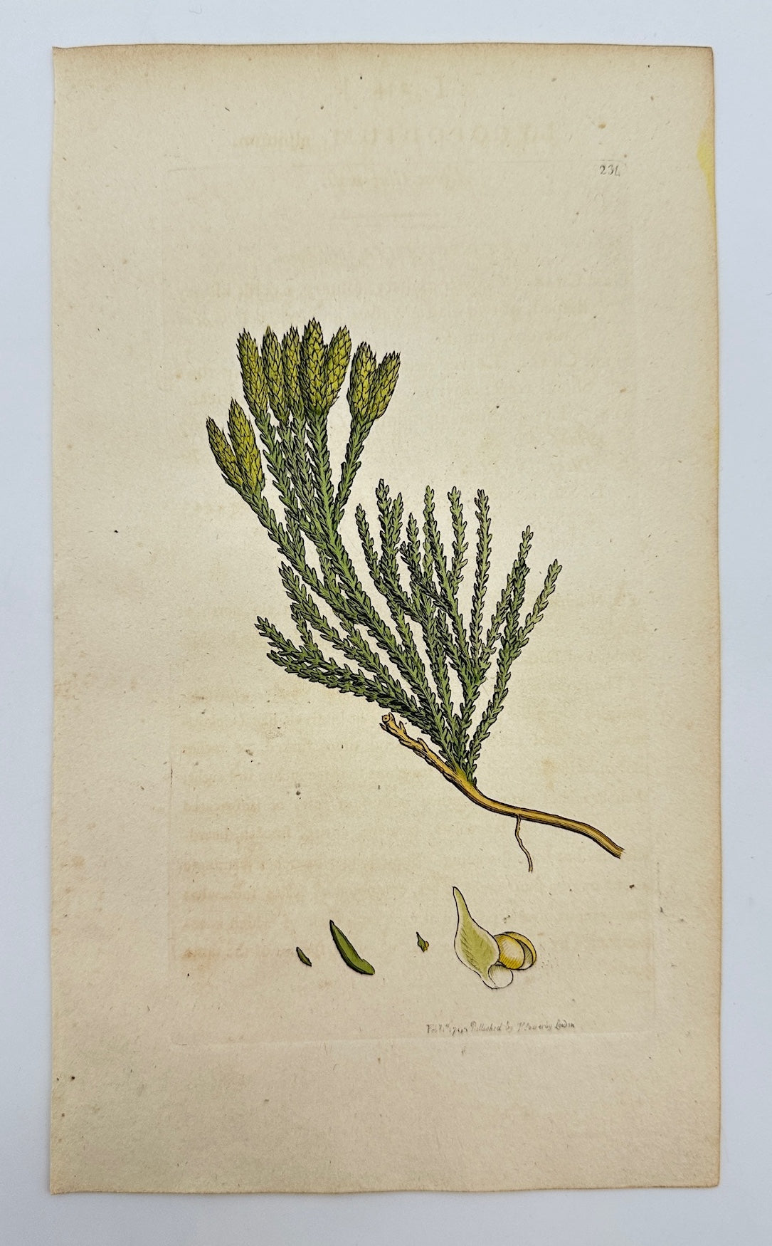 Antique Print - James Sowerby - Lycopodium Alpinum - Alpine Clubmoss - F1